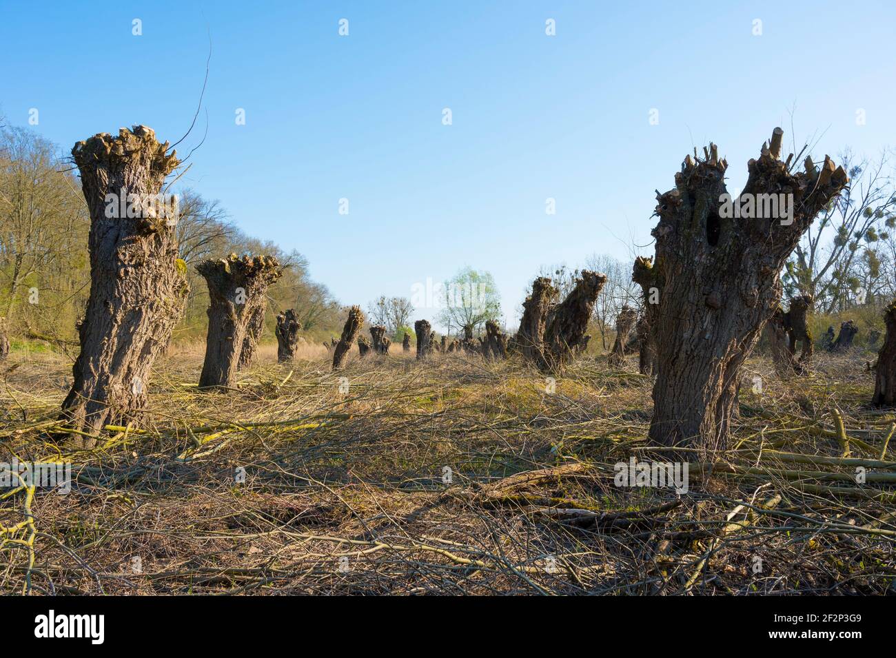 Pollard Weiden nach dem Beschneiden im Frühjahr, März, Hessen, Deutschland Stockfoto