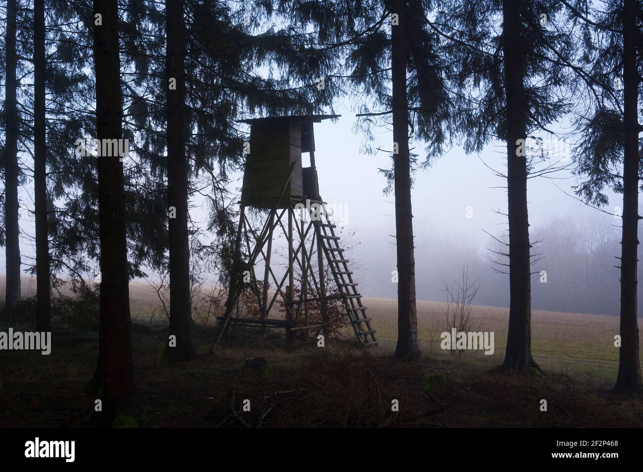 Hoher Sitz am Waldrand im Nebel, Dezember, Hessen, Deutschland Stockfoto