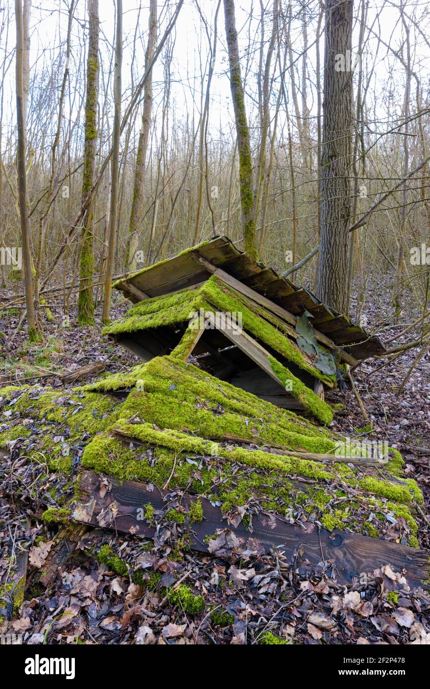 Alter, zerbröckelter Hochsitz im Wald, März, Hessen, Deutschland Stockfoto