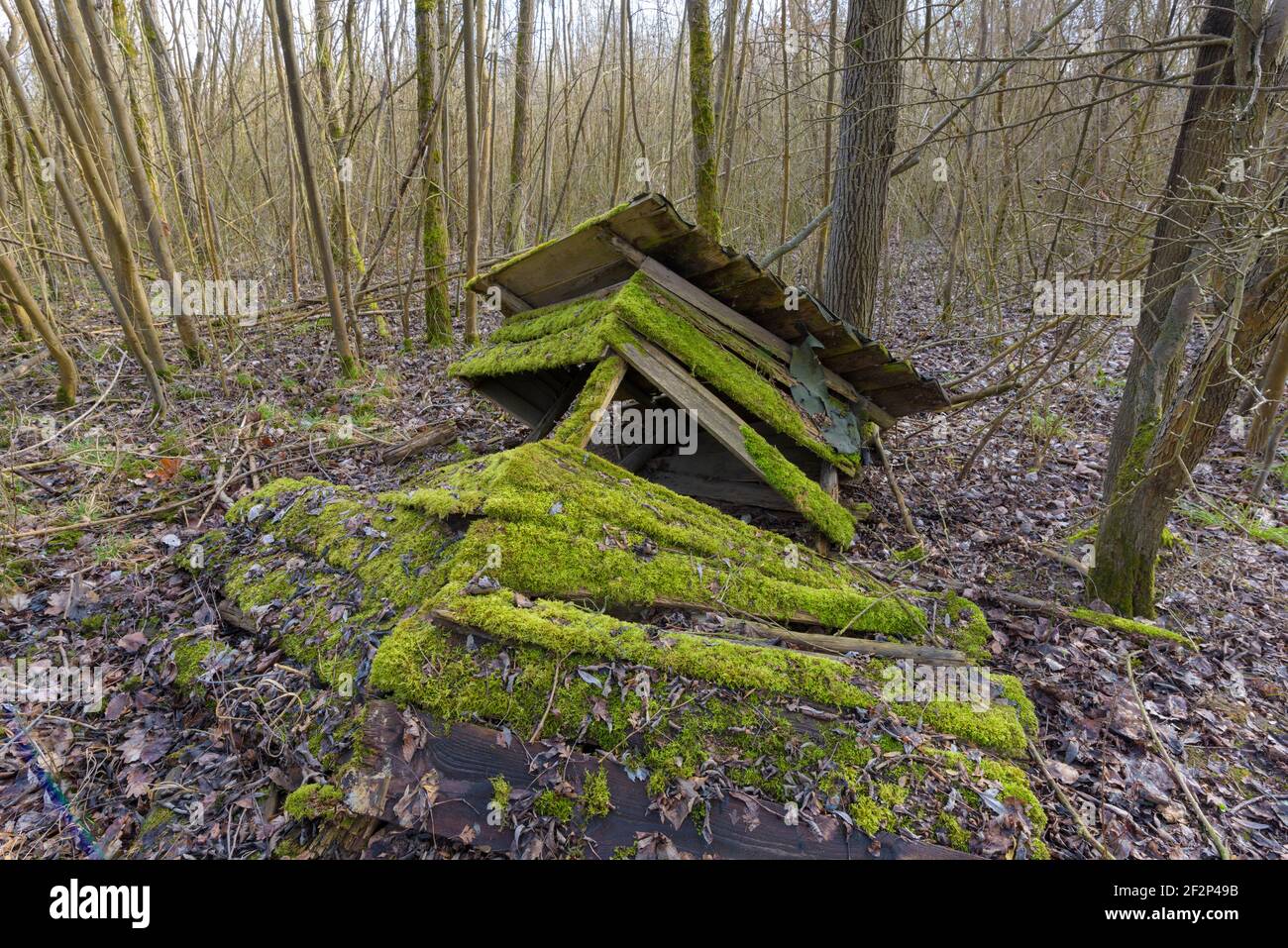 Alter, zerbröckelter Hochsitz im Wald, März, Hessen, Deutschland Stockfoto