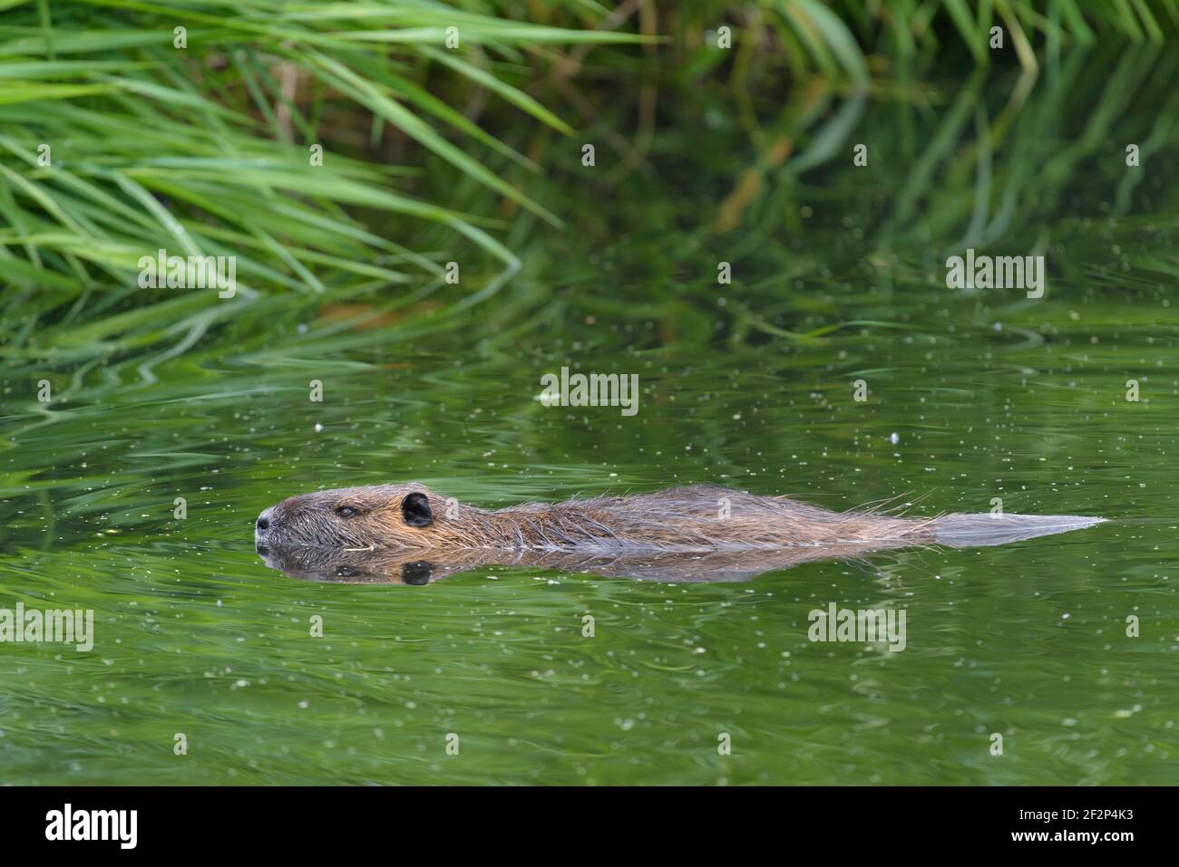 Nutria myocastor coypus schwimmt im wasser Stockfotos und bilder