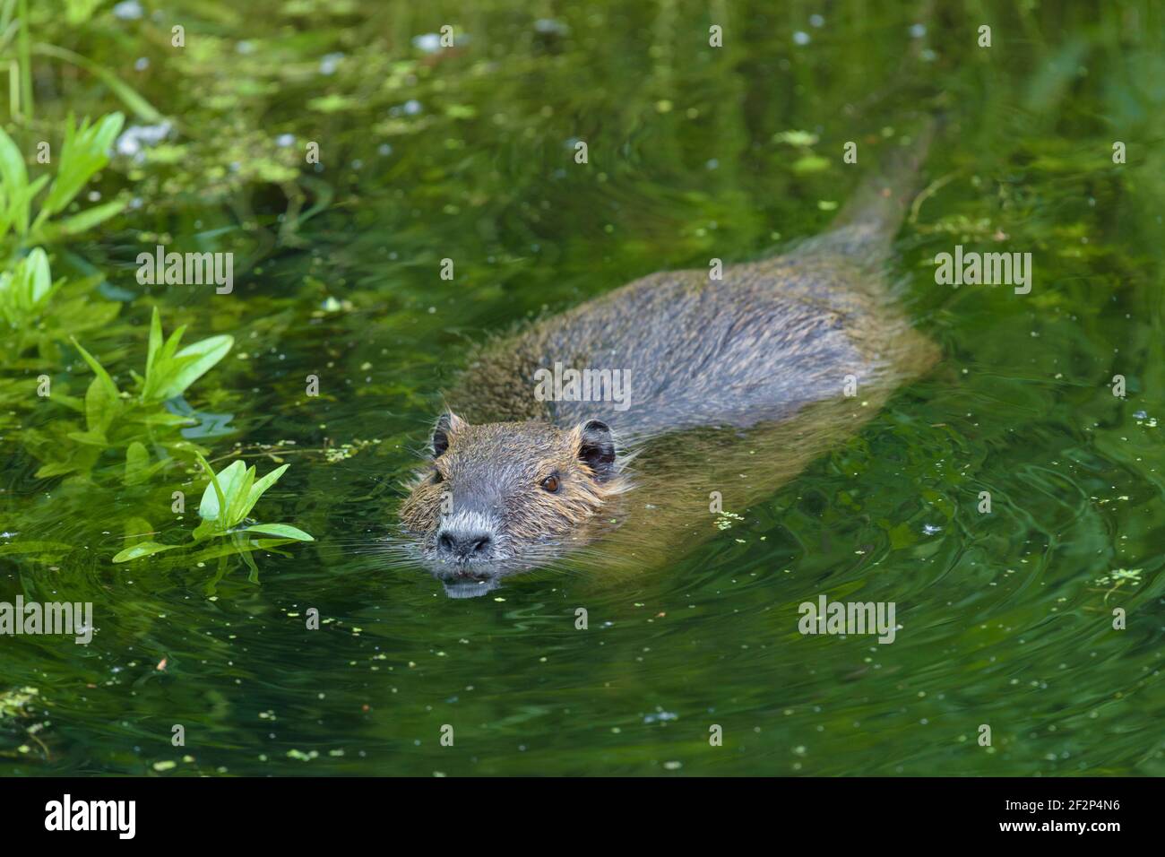 Nutria myocastor coypus schwimmt im wasser Stockfotos und bilder
