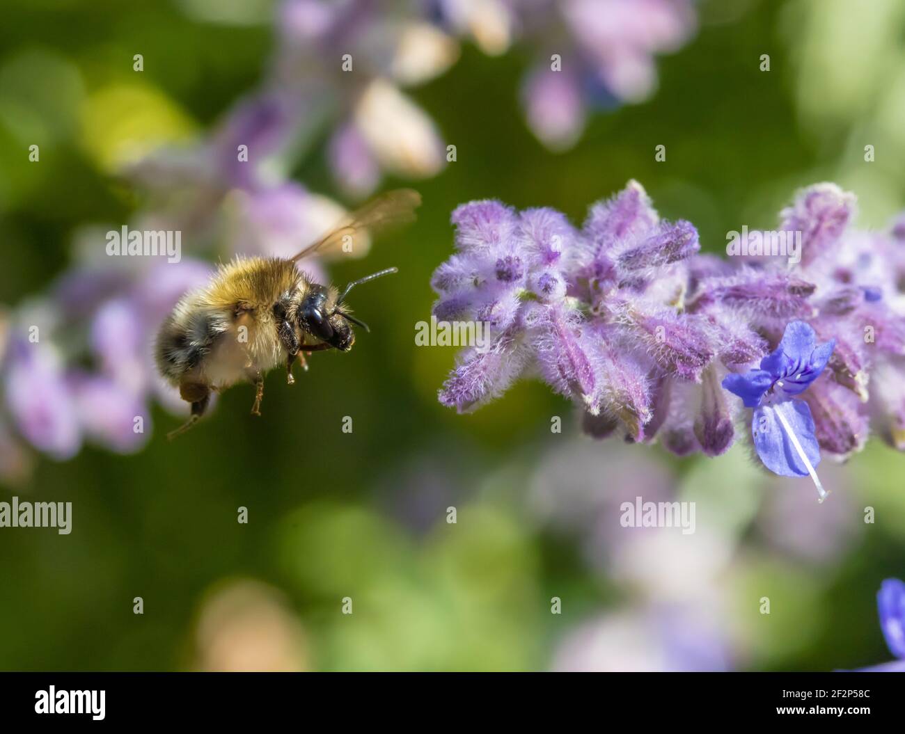 Eine Hummel fliegt in einem Garten um eine Blume herum. Stockfoto