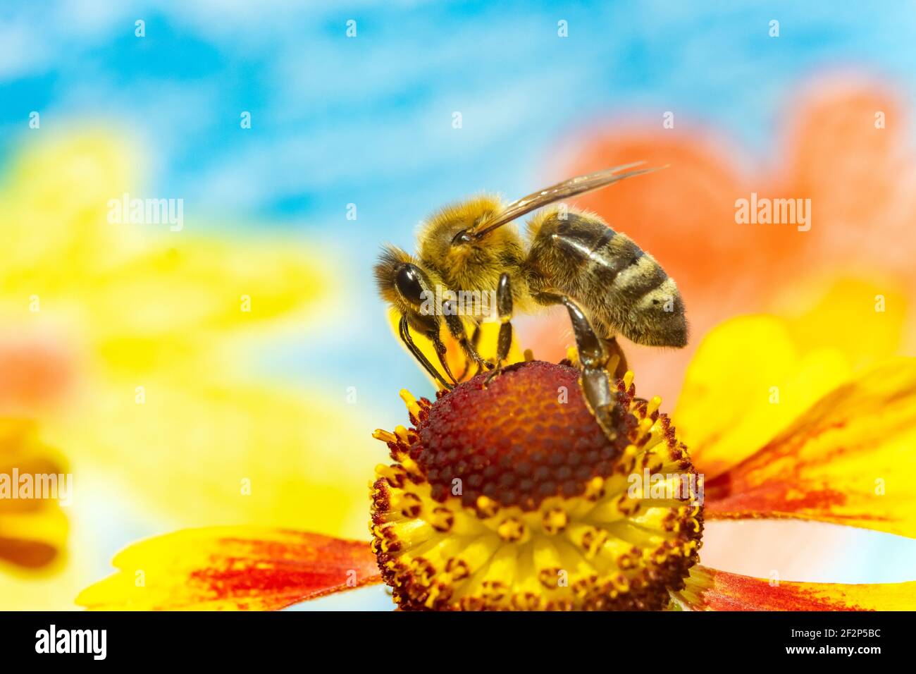 Eine Honigbiene sammelt Pollen bei Staubgefäßen in einer Blume. Eine Biene, die an einer Gartenblume arbeitet. Stockfoto