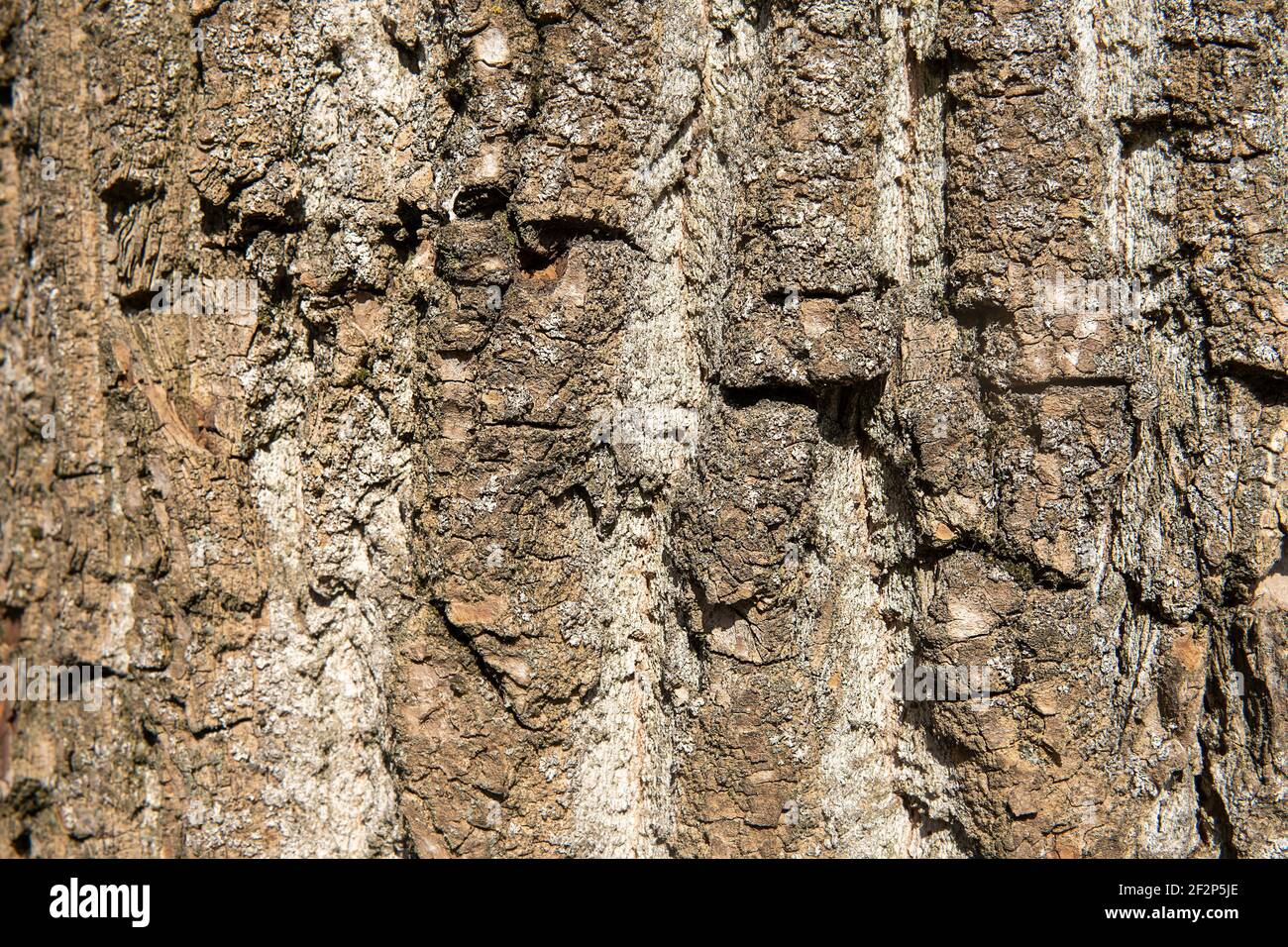 Alte Holz Baum Textur Hintergrundmuster. Nahaufnahme Stockfoto