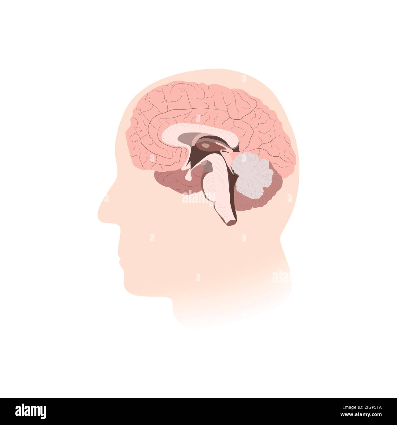 Innere Ansicht des Gehirns, Illustration Stockfoto