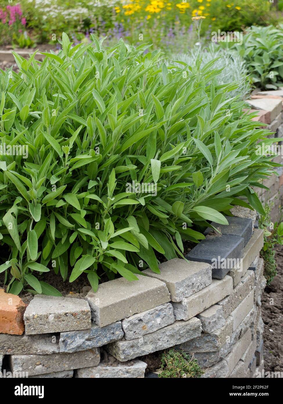 Der Salbei (Salvia officinalis) an der Steinmauer Stockfoto