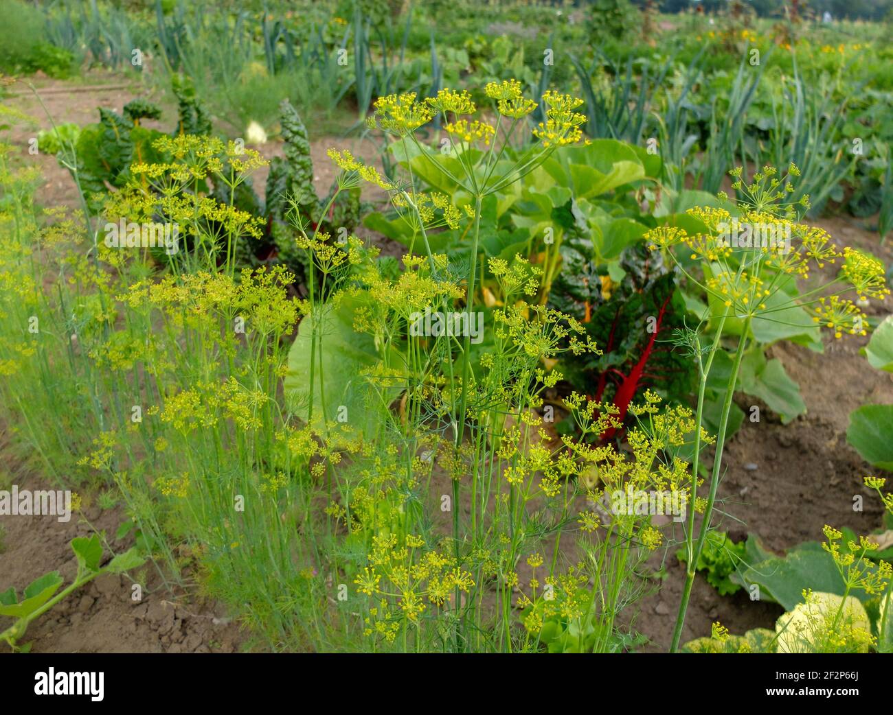 Mischkultur im Garten: Dill (Anethum graveolens) im Gemüsegarten Stockfoto