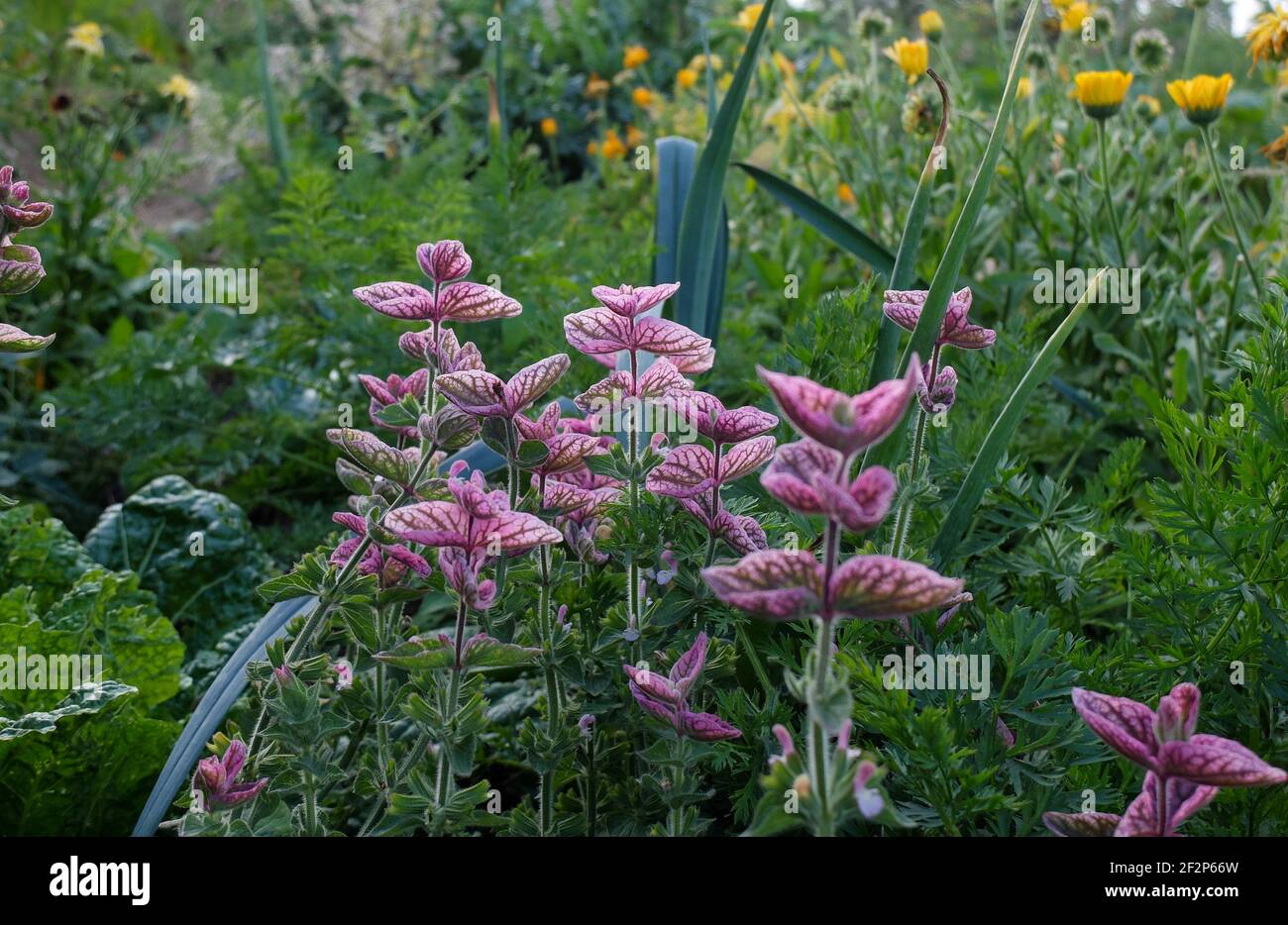 Salvia officinalis tricolor Fotos und Bildmaterial in hoher Auflösung