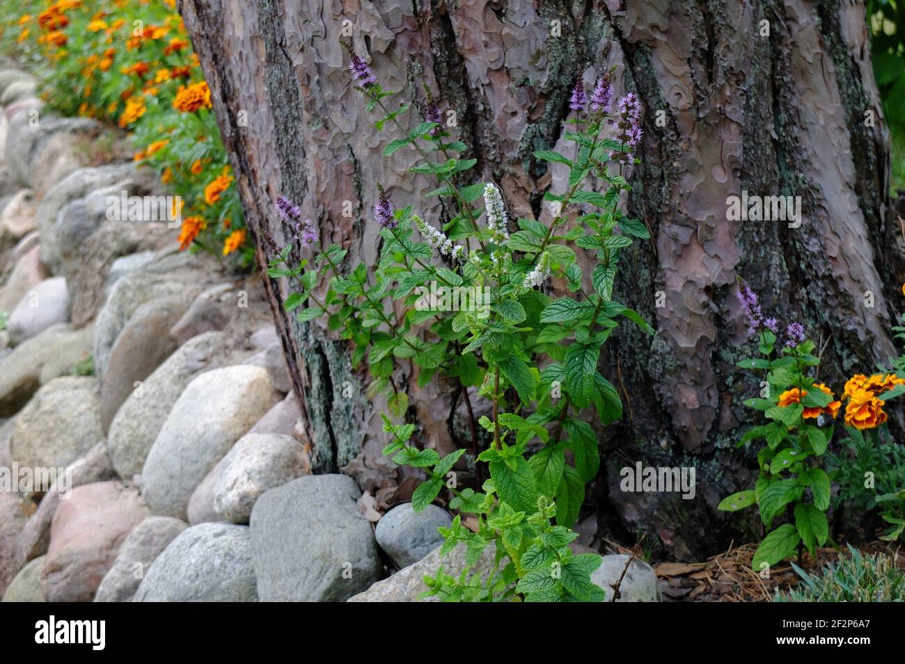 Die Pfefferminze (Mentha x piperita) In Blüte auf der Steinmauer Stockfoto