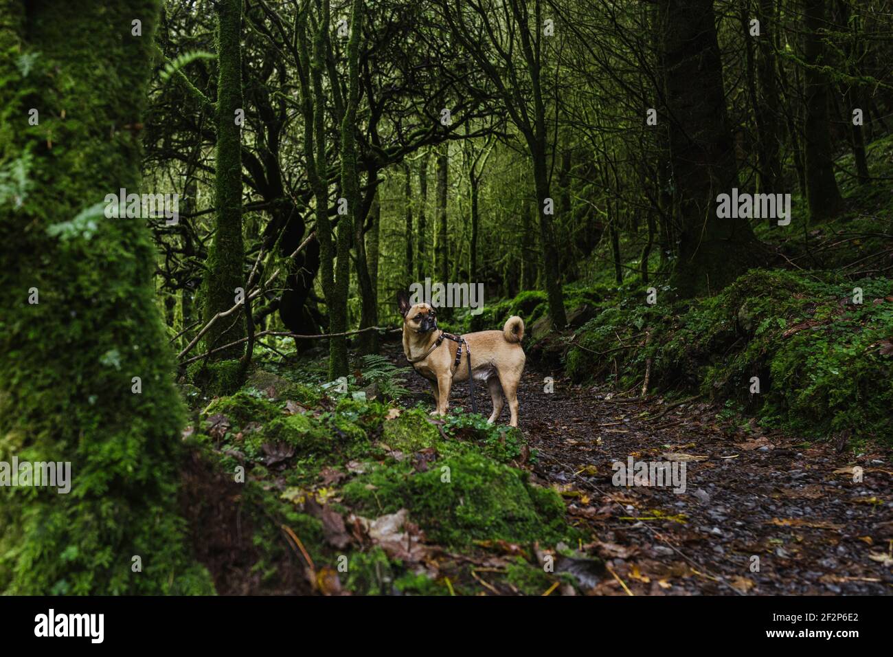 Gehen Sie mit Ihrem Hund in Devil's Chimney, Irland Stockfoto