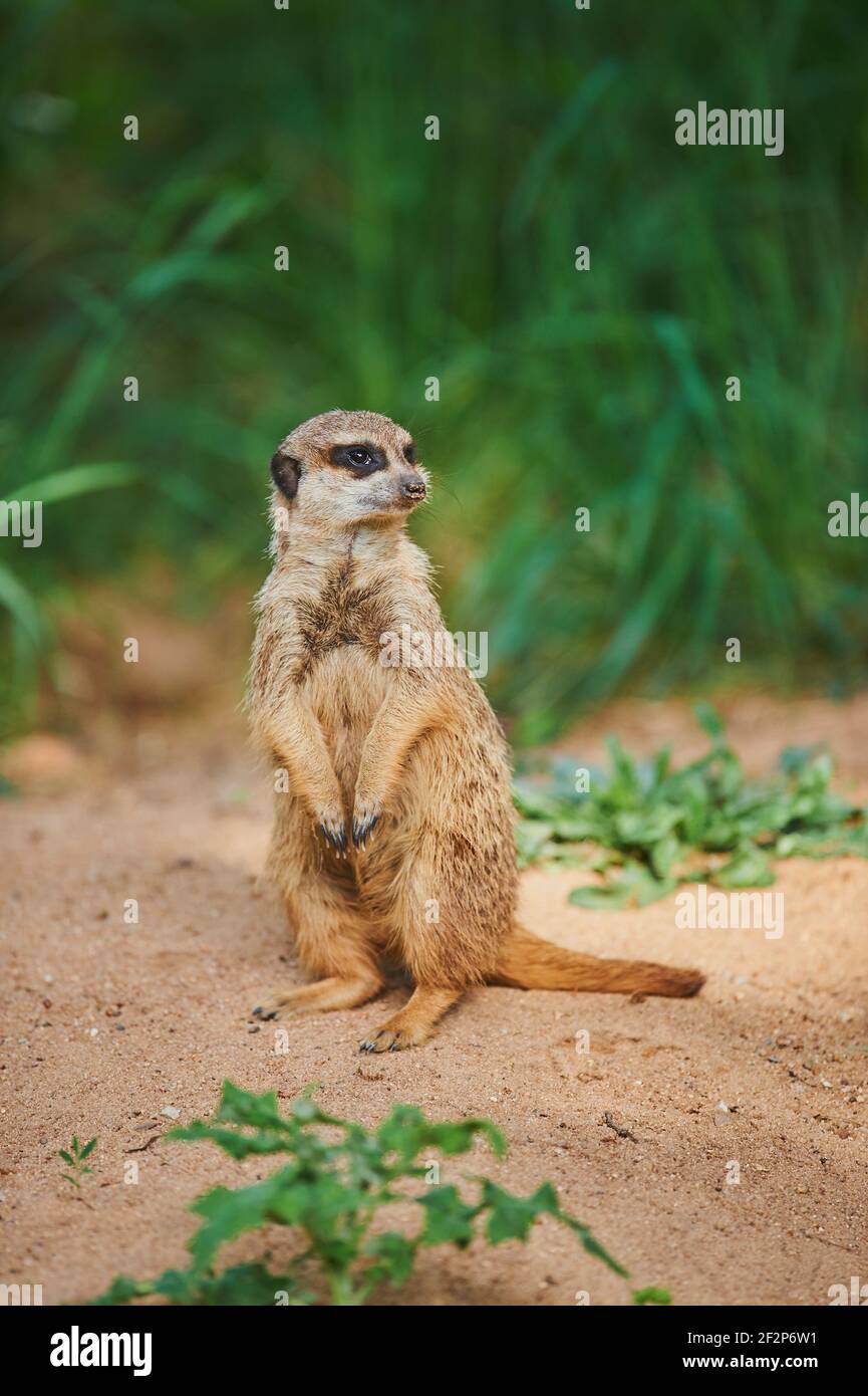 Erdmännchen, Suricata suricatta, männliche Make-up, frontal Stockfoto