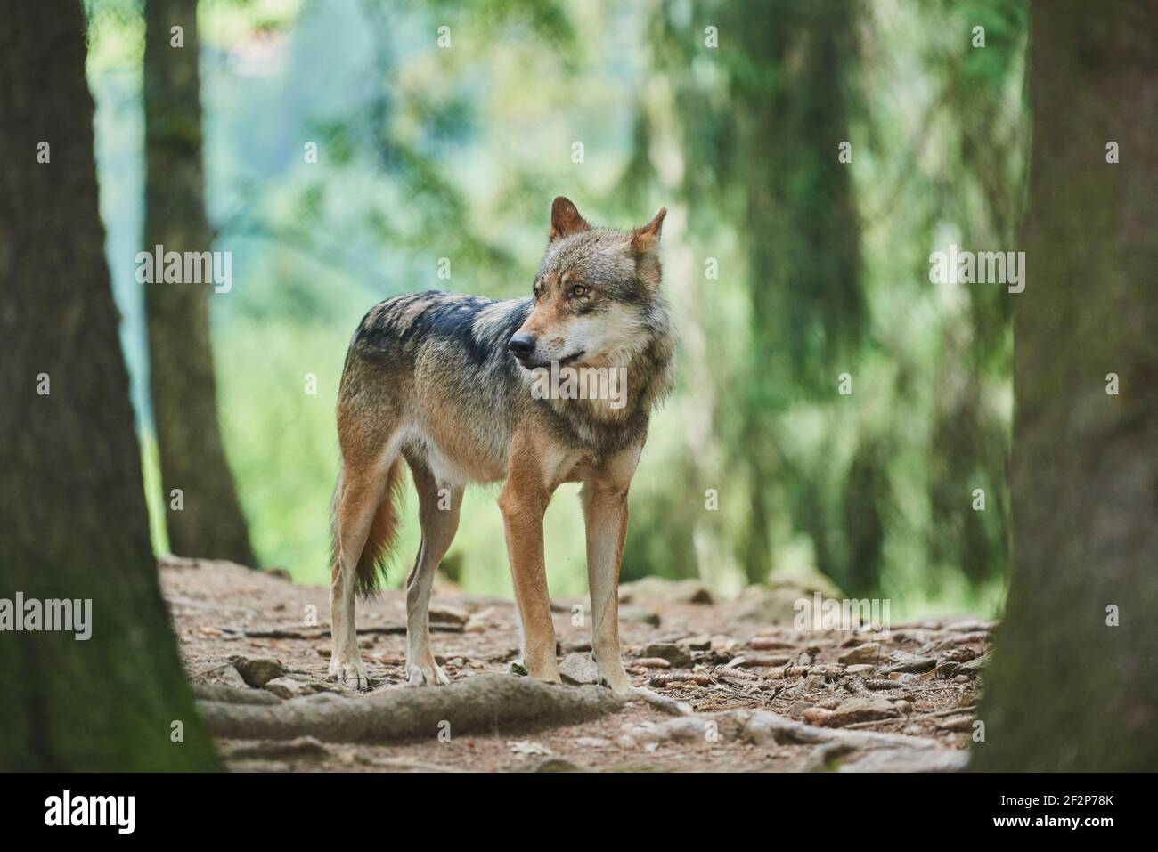 Eurasischer Wolf, Canis lupus lupus, Bayern, Deutschland, Europa Stockfoto