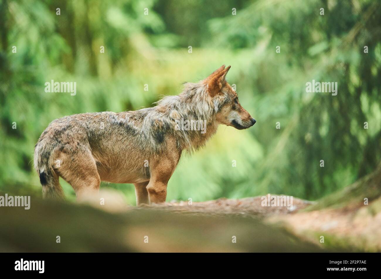Eurasischer Wolf, Canis lupus lupus, Bayern, Deutschland, Europa Stockfoto