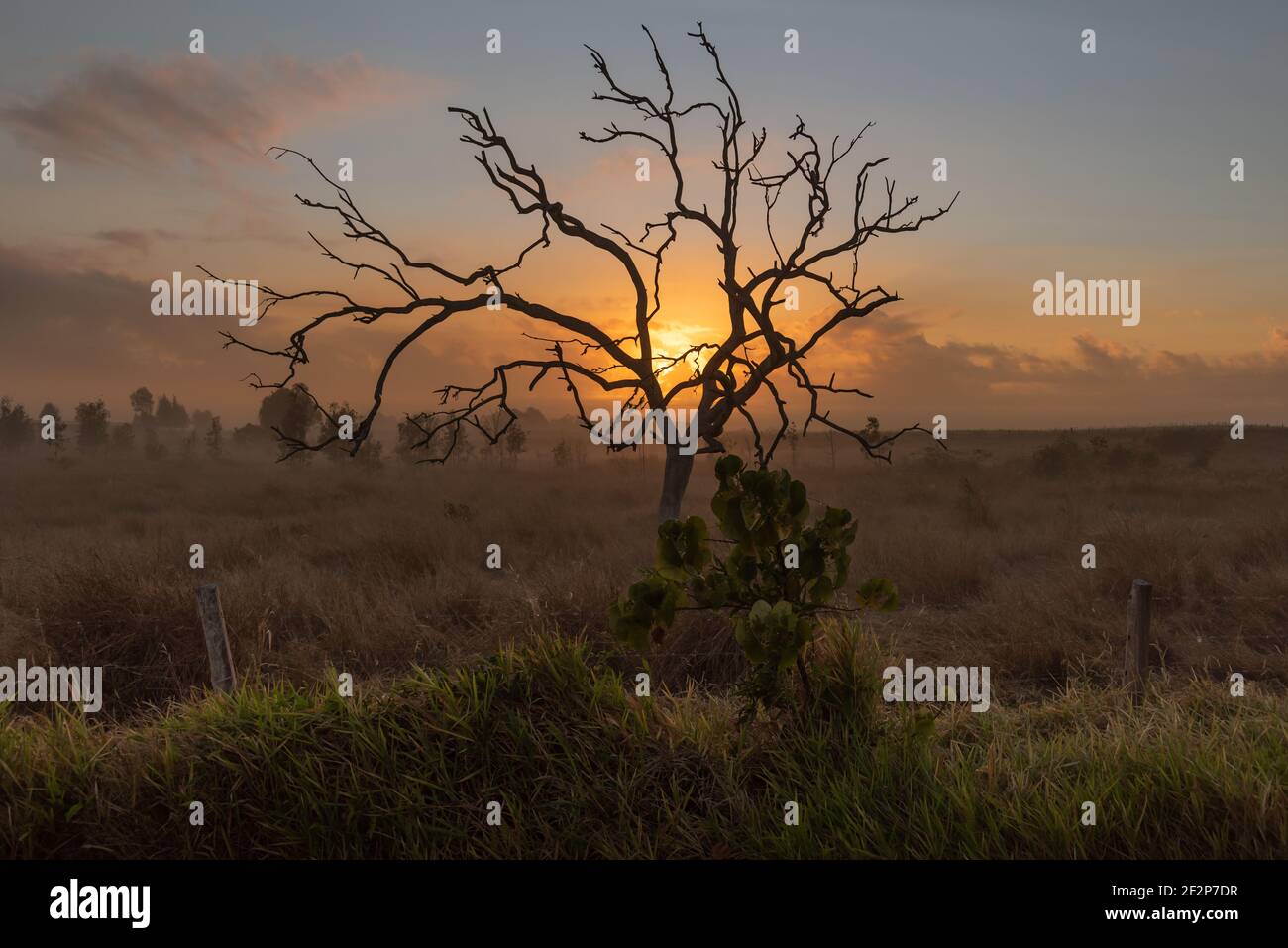 Baum an einem nebligen Morgen Stockfoto