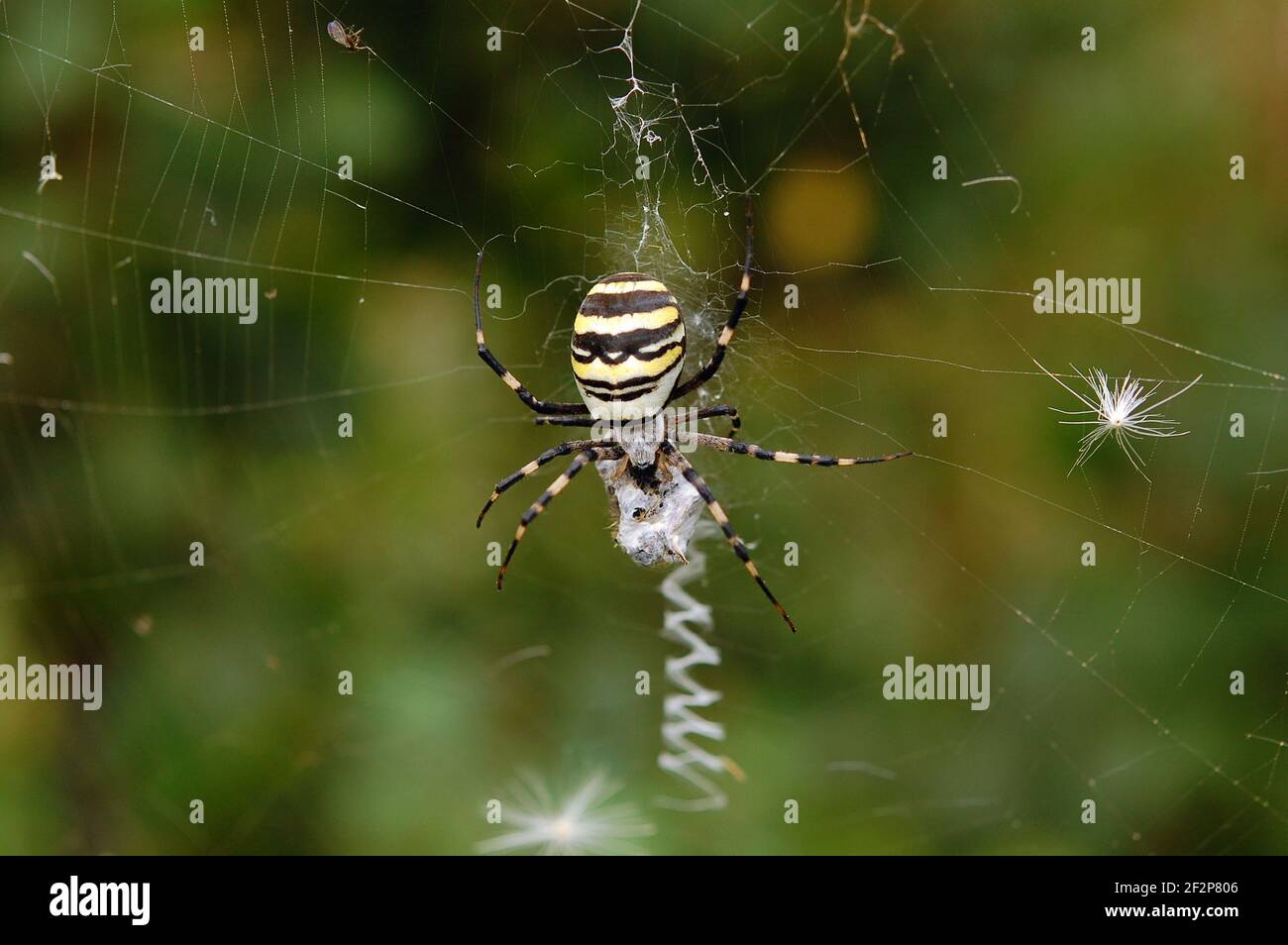 Spinne in ihrem Spinnennetz. Argiope bruennichi. Stockfoto