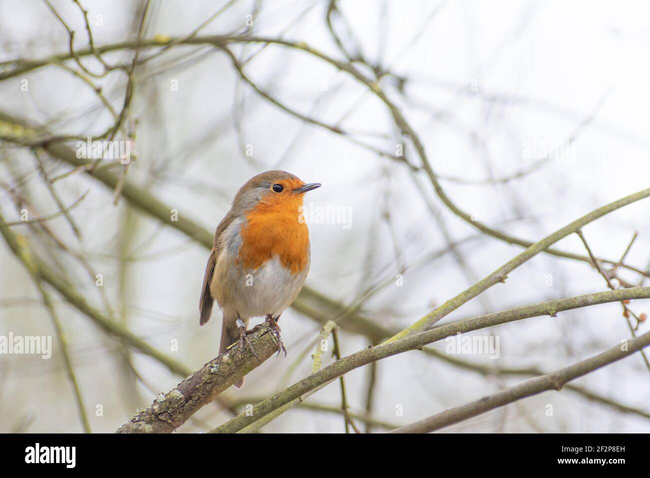 Natur Stockfoto