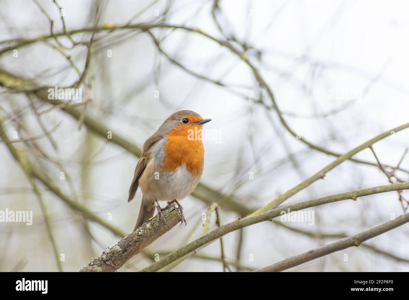 Natur Stockfoto