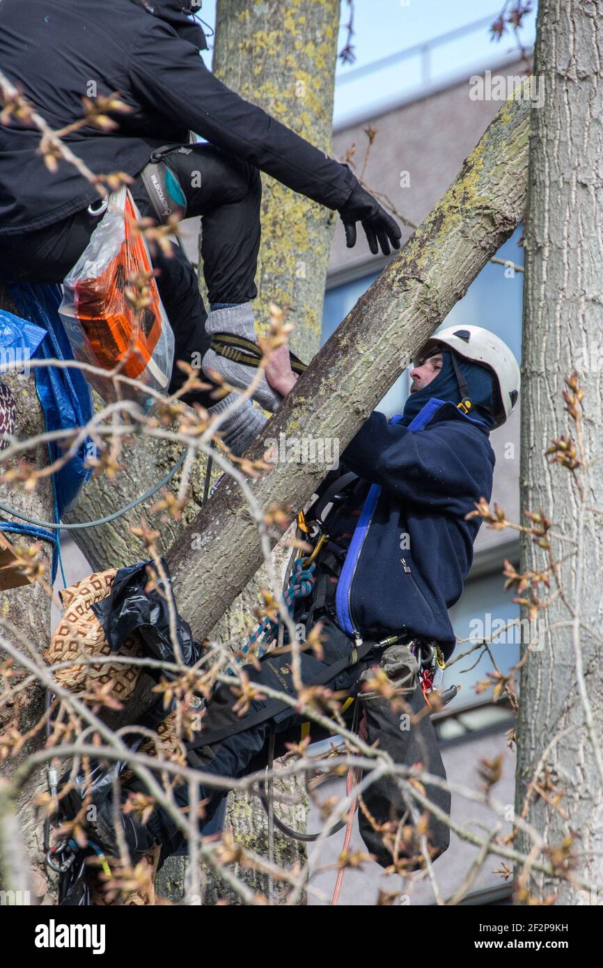 York Gardens, London, Großbritannien. 12th. März 2021. Nach 19 Tagen Baumsitzen wird der letzte Aktivist, der einen 100 Jahre alten schwarzen Pappelbaum besetzt, der zuletzt von Taylor Wimpey Homes und dem Rat von Wandsworth gefällt werden soll, vertrieben. Menschen aus der Nachbarschaft und Aktivisten kämpfen mit friedlichen Protesten und Sit-ins gegen das Hindernis. Am Ende des Tages, angeregt durch die Beschwerden der Einheimischen, verlässt die Baumfäller, nachdem sie die Hälfte des Baumes gefällt haben. (Sabrina Merolla / Alamy Live News) Stockfoto