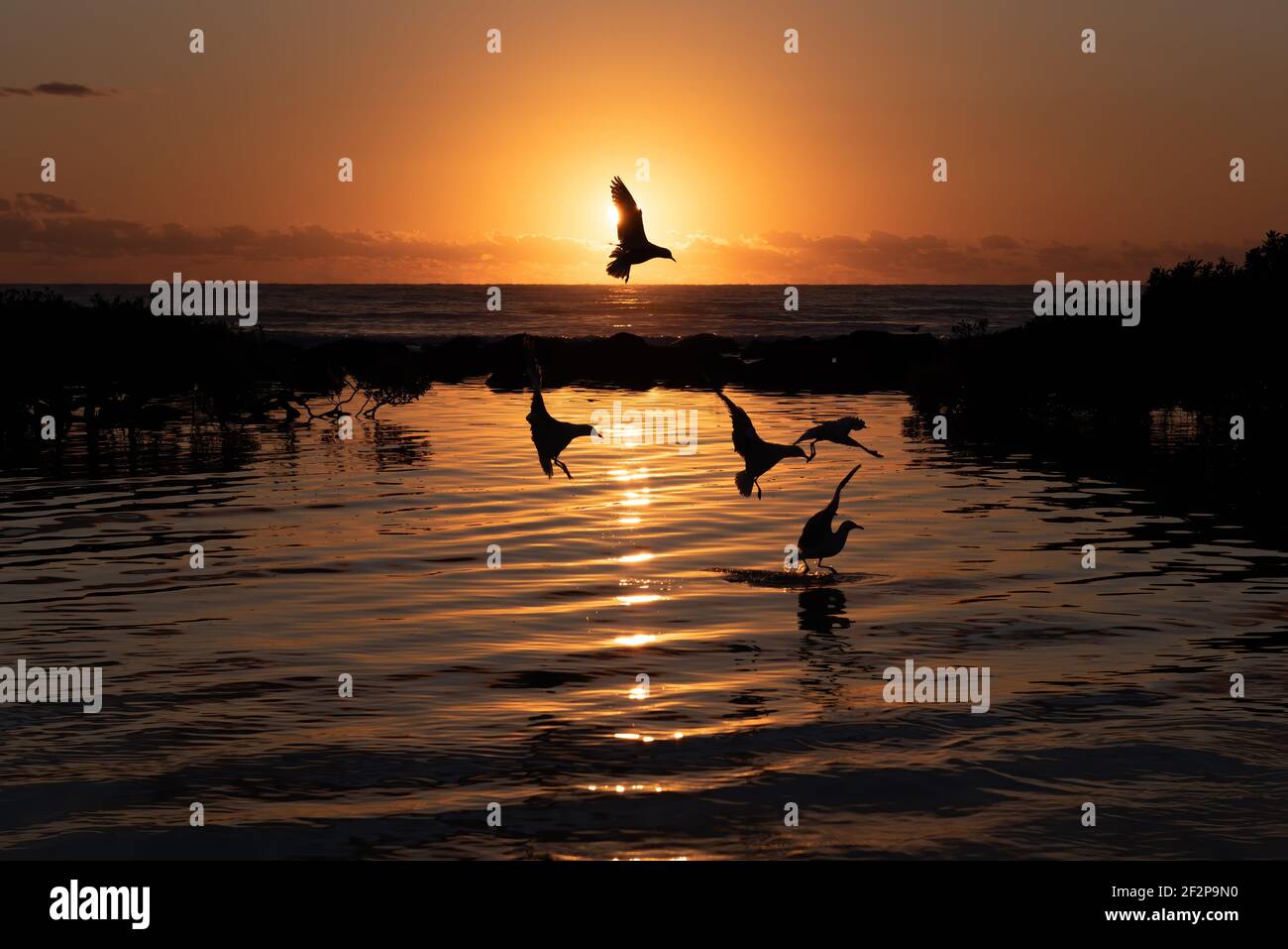 seagull Silhouette Stockfoto