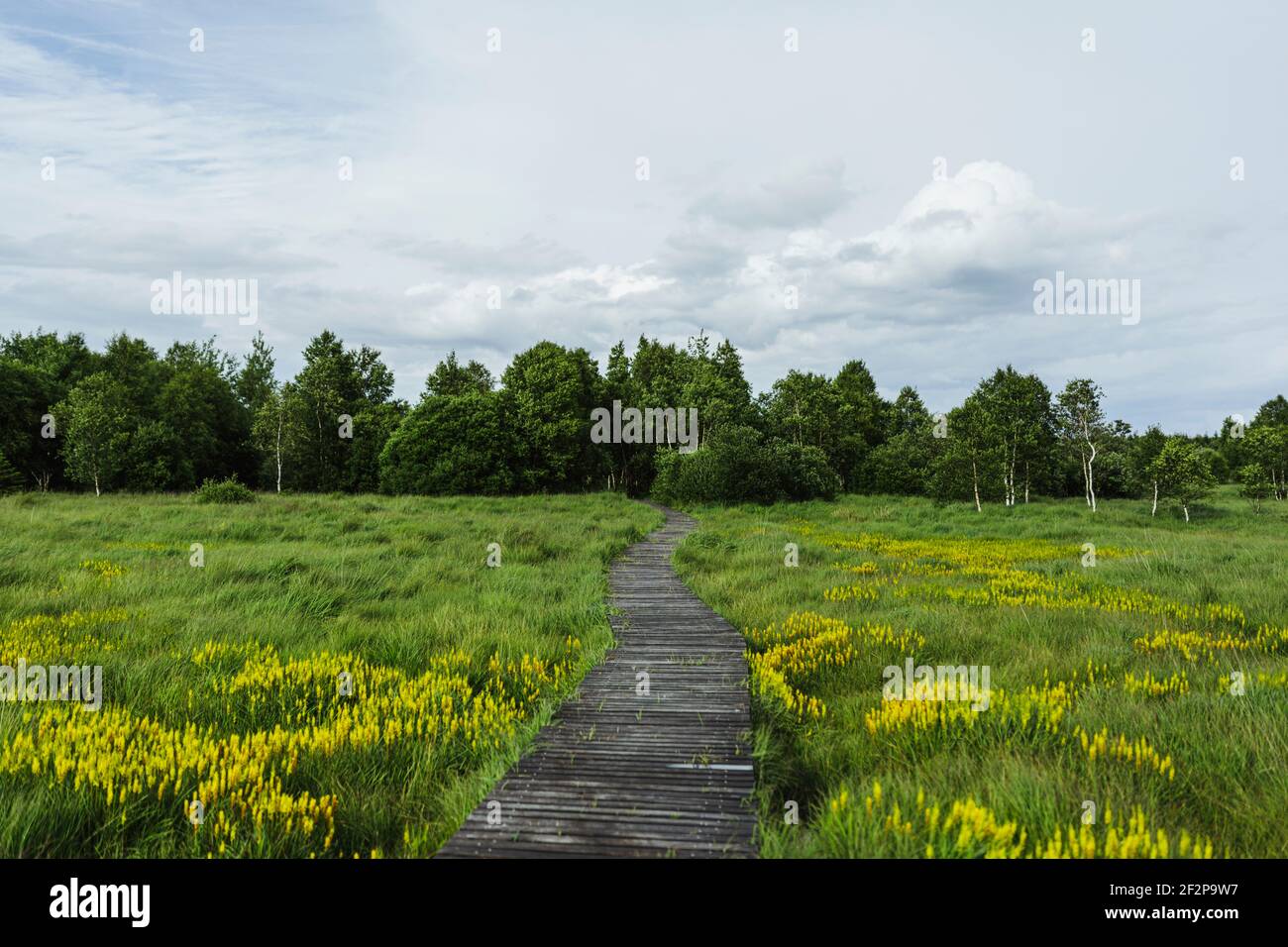 Sommerspaziergang durch das hohe Fens in Belgien Stockfoto