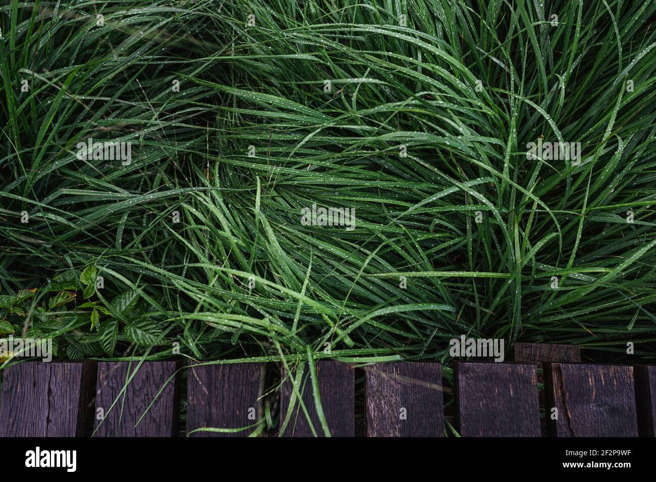 Sommerspaziergang durch das hohe Fens in Belgien Stockfoto