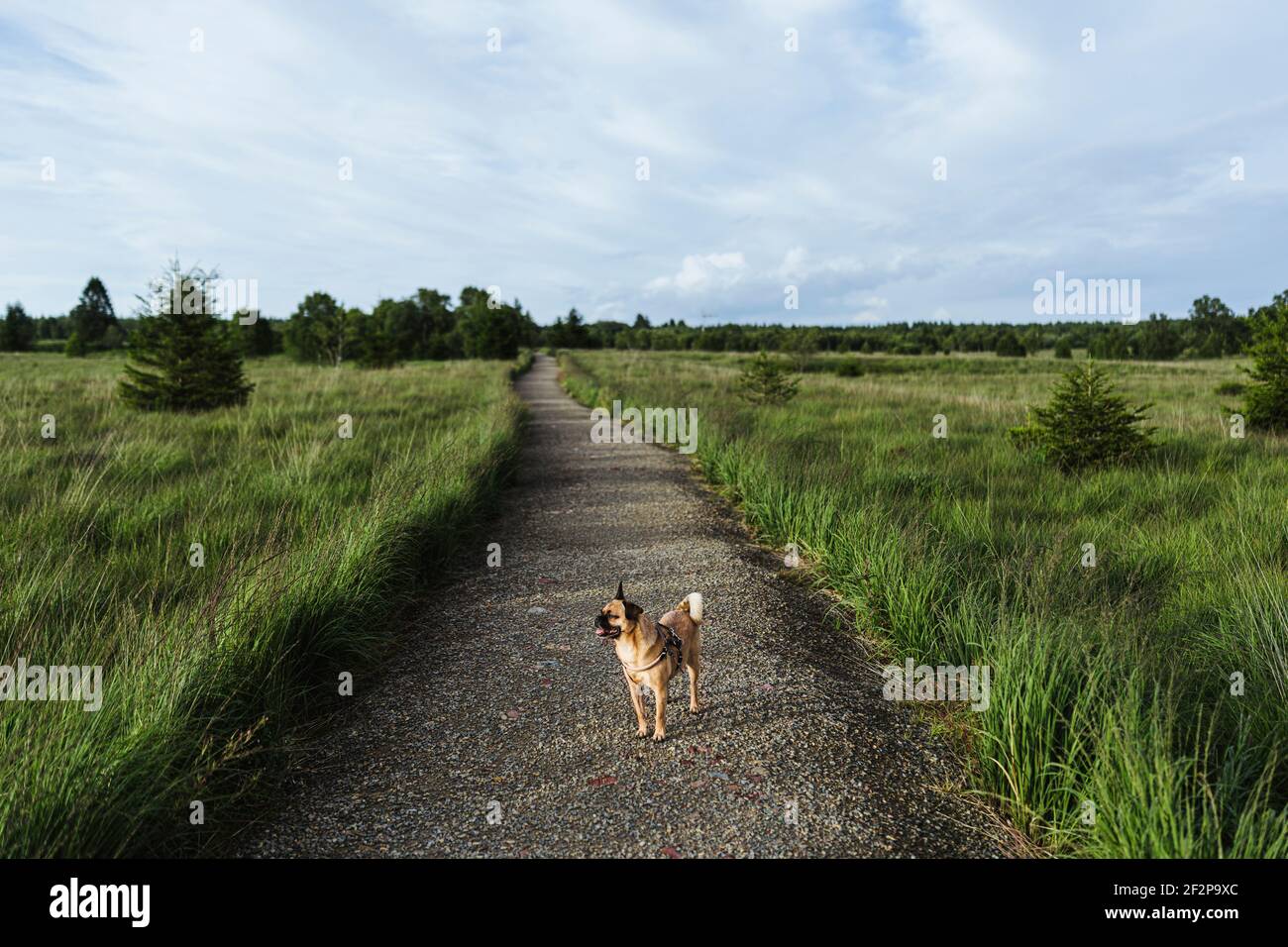 Sommerspaziergang mit Ihrem Hund durch die Hohen Fens in Belgien Stockfoto