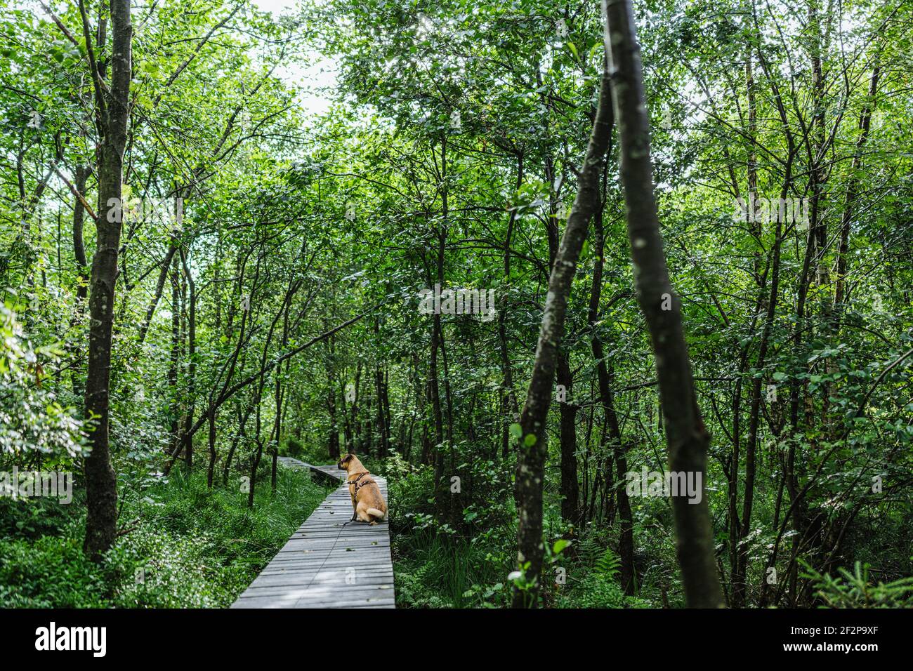 Sommerspaziergang mit Ihrem Hund durch die Hohen Fens in Belgien Stockfoto