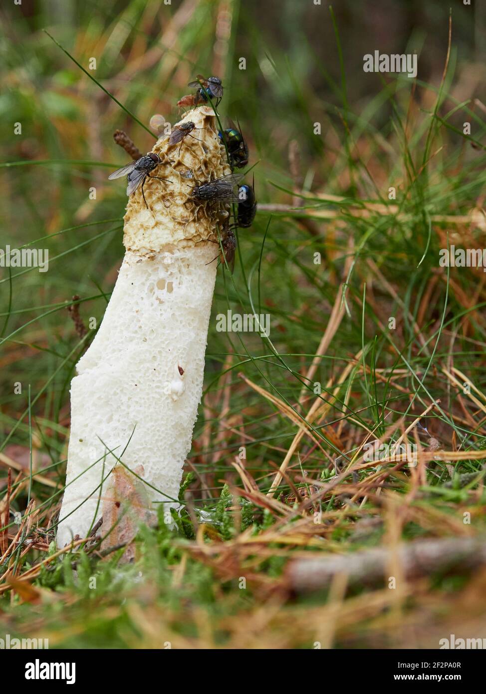 Gewöhnliches Stinkhorn, Phallus impudicus, giftige Morchel, stinkender Schwamm Stockfoto