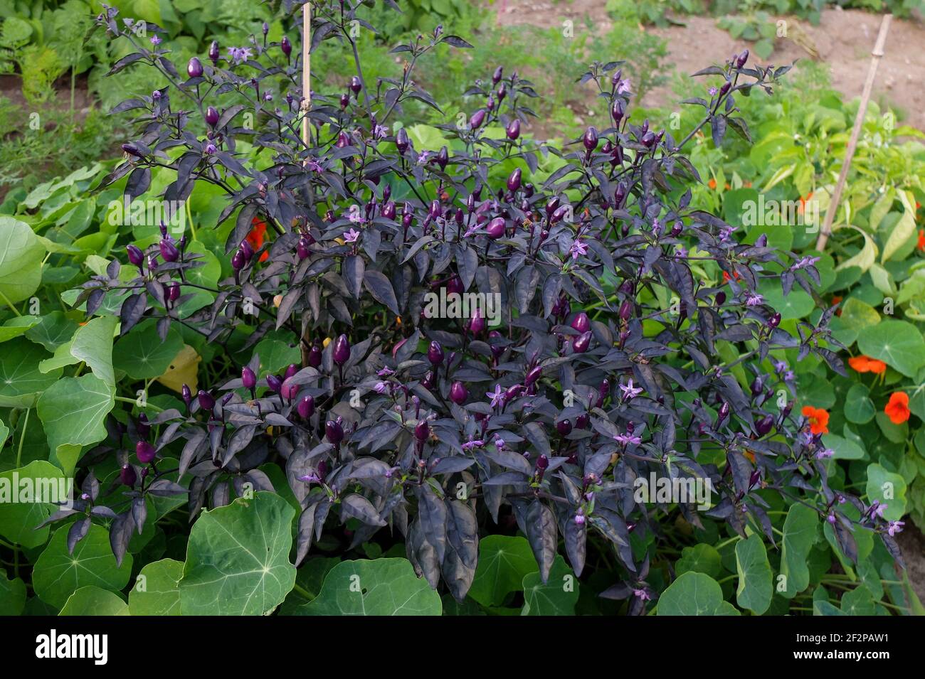 Chili 'Peruvian Purple' (Capsicum frutescens) im Bett Stockfoto