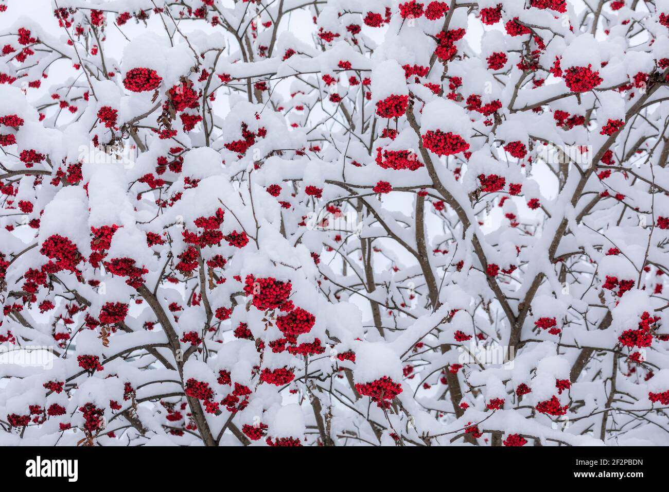 Früchte von Rowan oder Bergasche (Sorbus aucuparia) nach Schneefall, Dolomiten, Belluno, Venetien, Italien Stockfoto