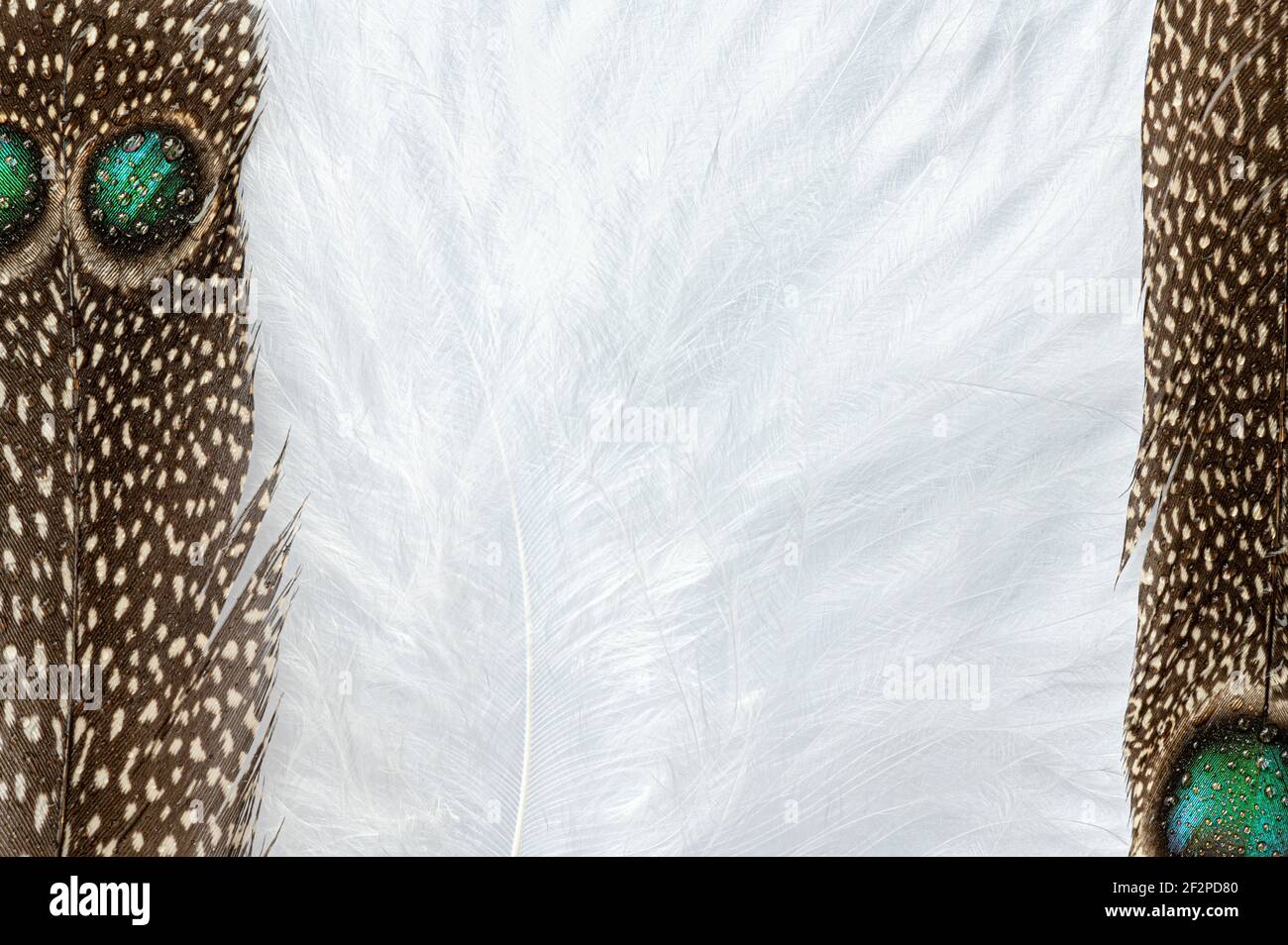 2 Federn eines Pfauenfasans auf einer weißen Daunenfeder, z.B. B. als Hintergrund für Text Stockfoto