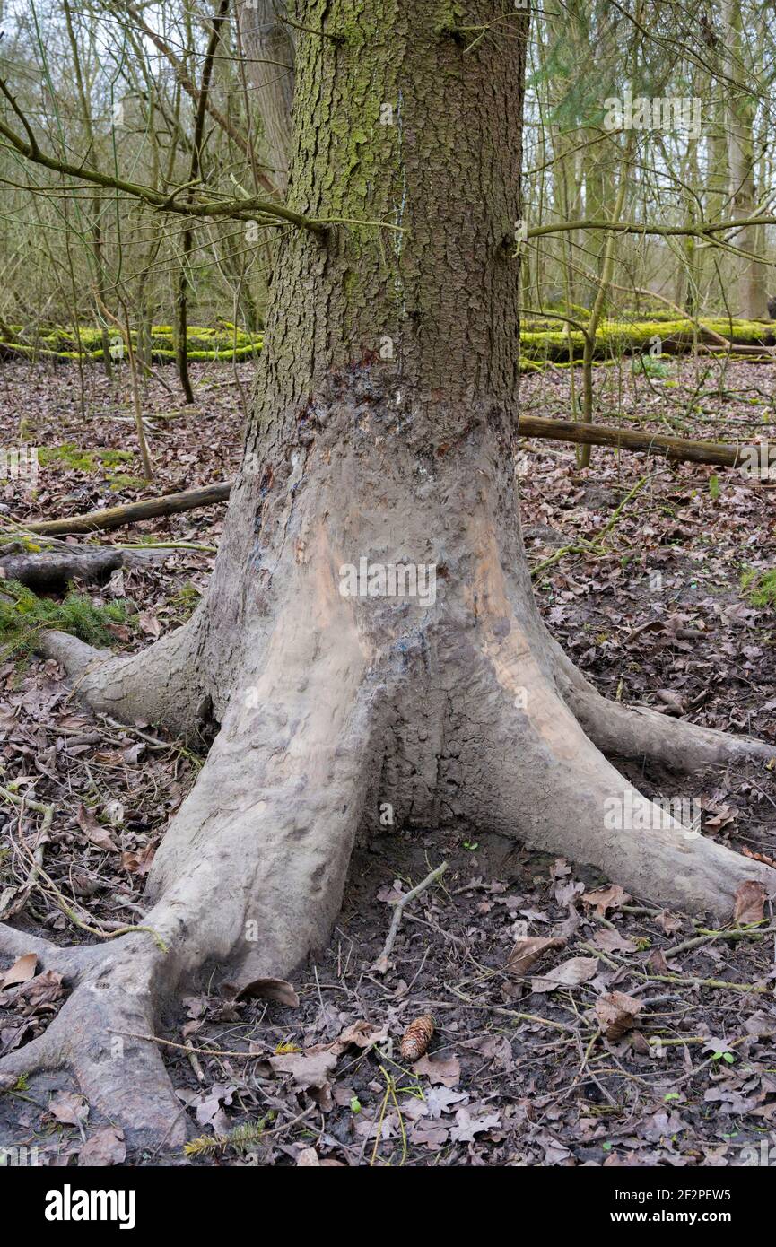 Malbaum, Baum, den Wildschweine nach einem Schlammbad abkratzen und abkratzen, Hessen, Deutschland Stockfoto