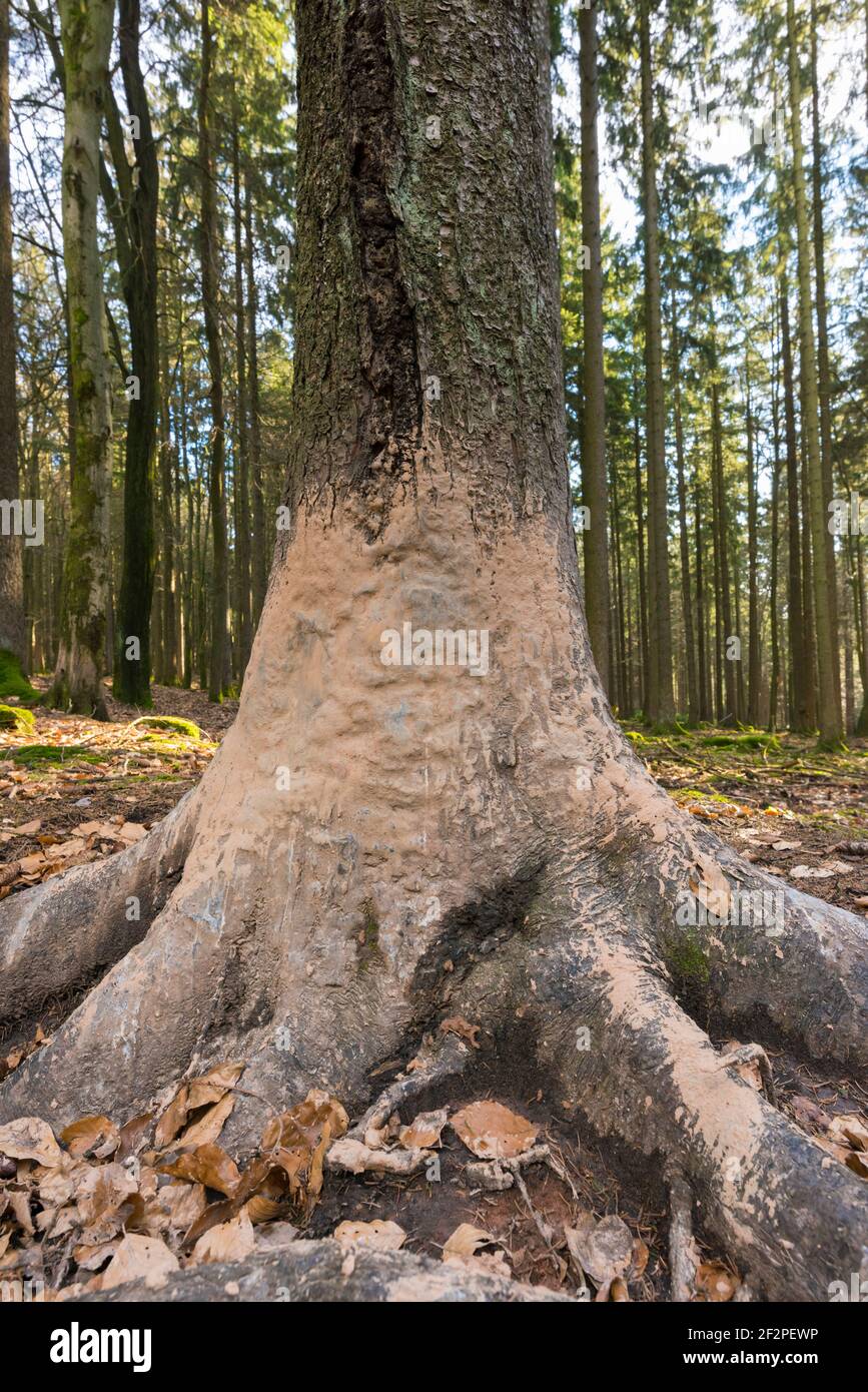 Malbaum, Baum, den Wildschweine nach einem Schlammbad abkratzen und abkratzen, Hessen, Deutschland Stockfoto