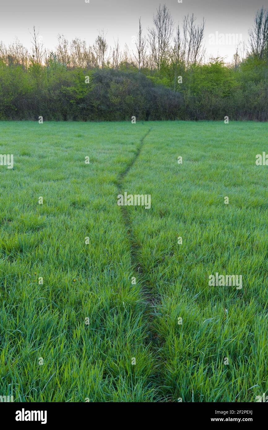 Hirsch Kreuzung in einer Wiese, Frühling, Hessen, Deutschland Stockfoto