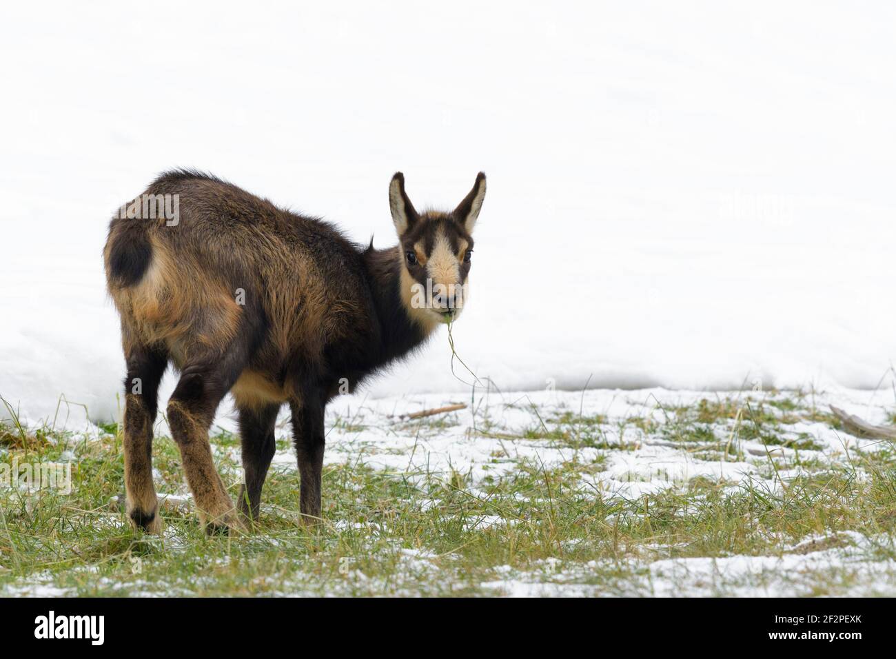 Gamskitz Grazing, November, Gran Paradiso Nationalpark, Italien Stockfoto