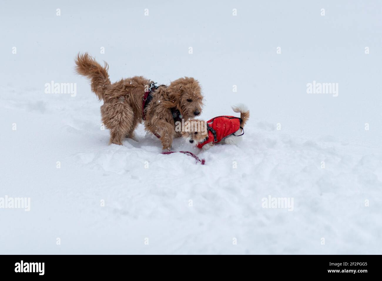 Zwei kleine Hunde spielen im Schnee Stockfoto