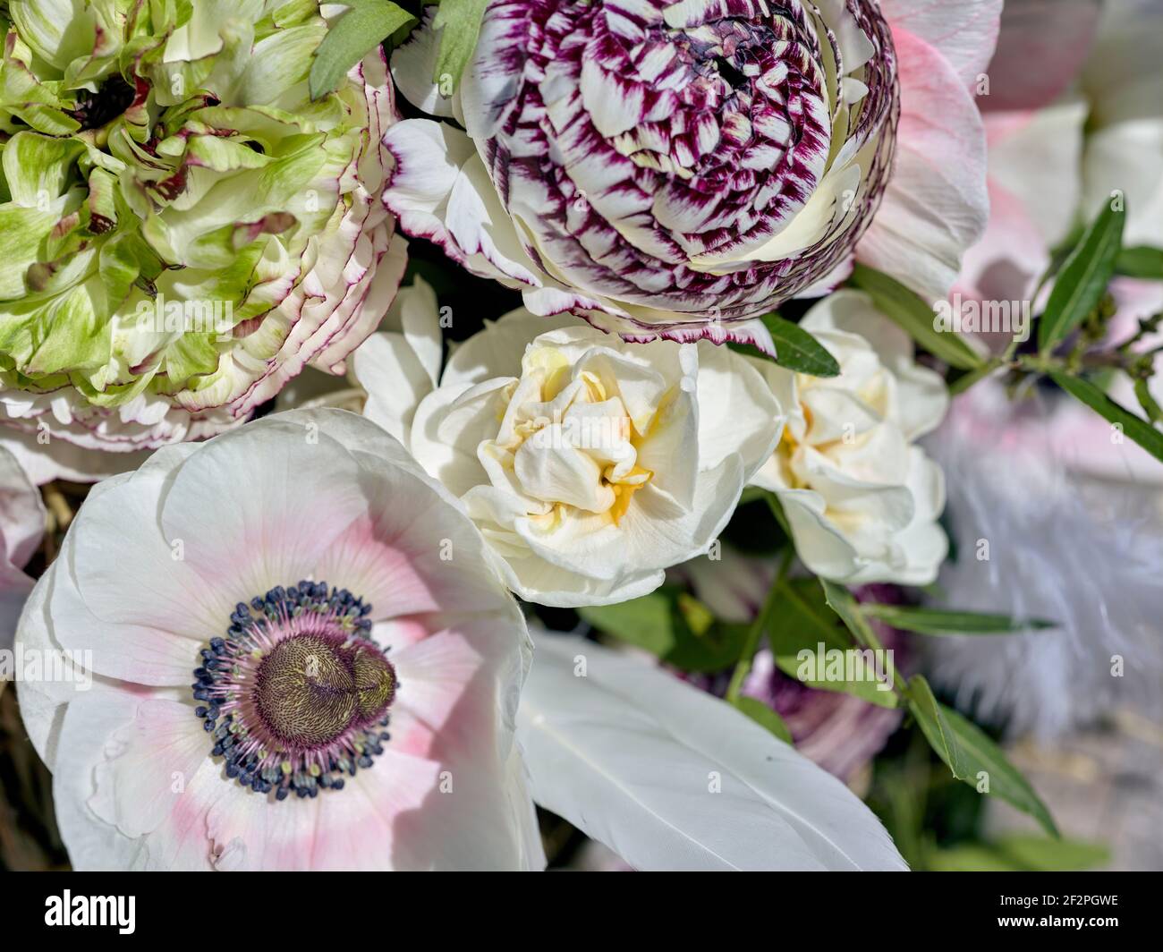 Oster-Dekorationen mit Frühlingsblumen, Ranunkeln und Anemonen Stockfoto