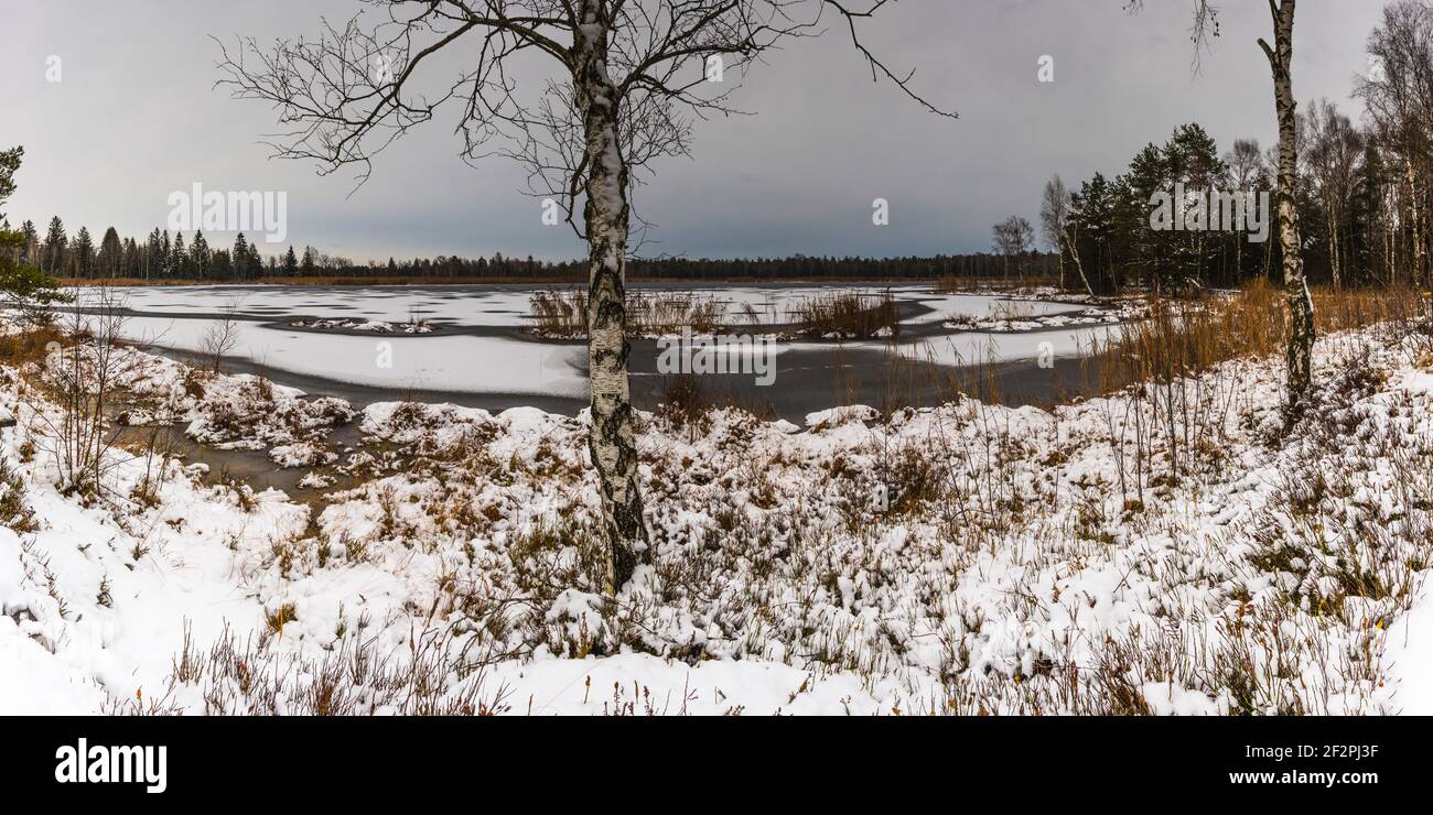 Birke (Betula) und Riedsee, Wurzacher Ried, Bad Wurzach, Oberschwaben, Baden-Württemberg, Deutschland, Europa Stockfoto