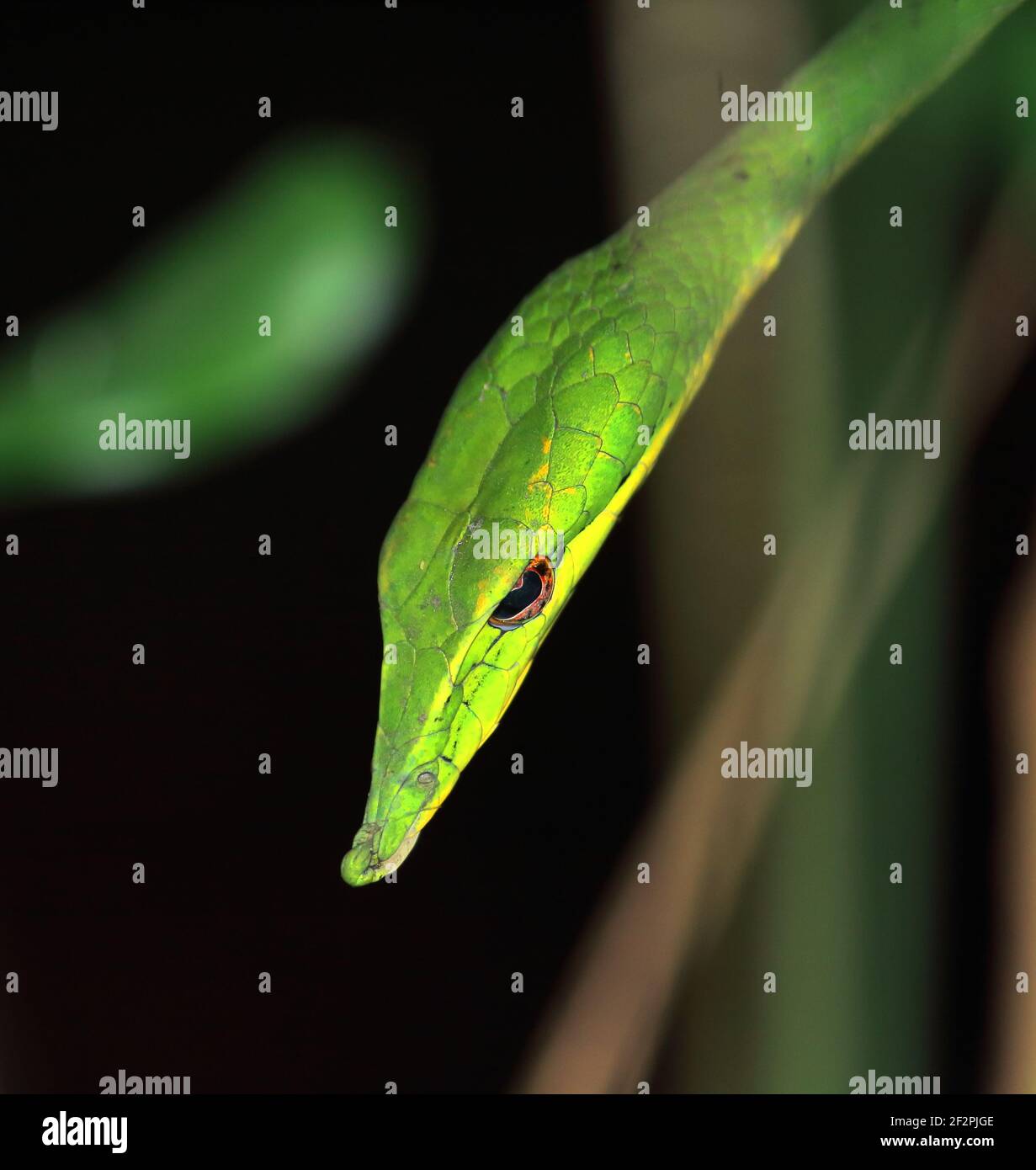 Nahaufnahme einer wunderschönen, aber giftigen Langnasenschlange oder einer sri-lankischen grünen Weinschlange (ahaetulla nasuta), einem tropischen Regenwald in indien Stockfoto