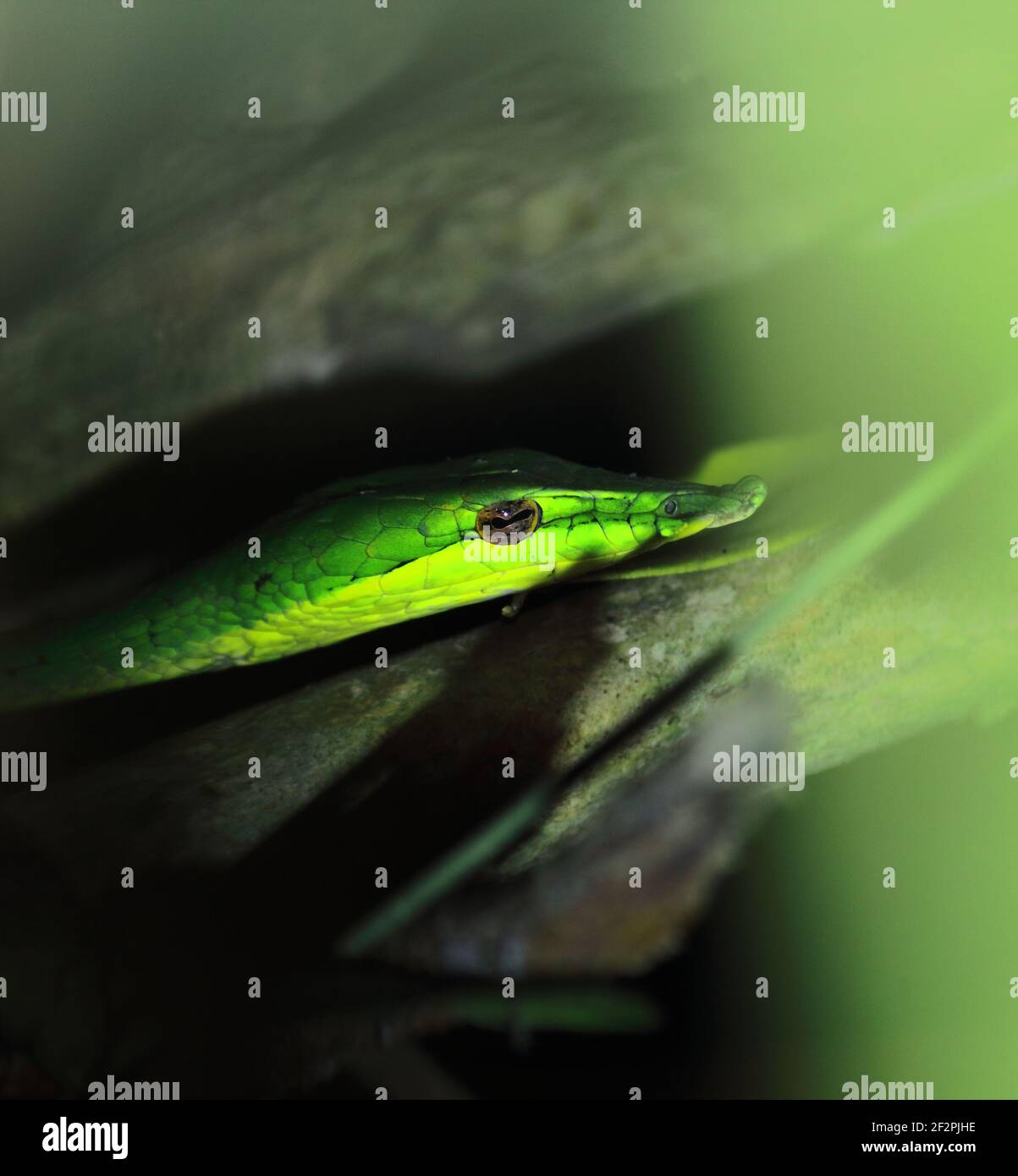 Nahaufnahme einer wunderschönen, aber giftigen Langnasenschlange oder einer sri-lankischen grünen Weinschlange (ahaetulla nasuta), einem tropischen Regenwald in indien Stockfoto