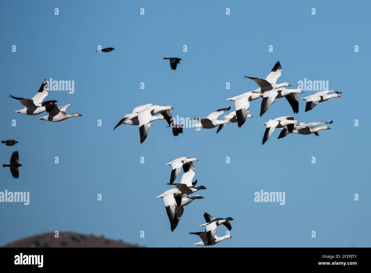 Schneegänse und Amseln im Flug im Bosque del Apache National Wildlife Refuge, New Mexico. Stockfoto