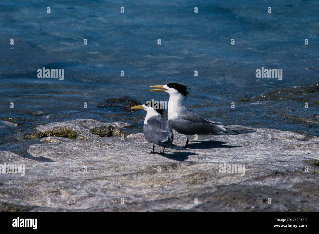 Greater Crested Terns, Thalasseus bergii, auf Heron Island im Great Barrier Reef in Australien. Stockfoto