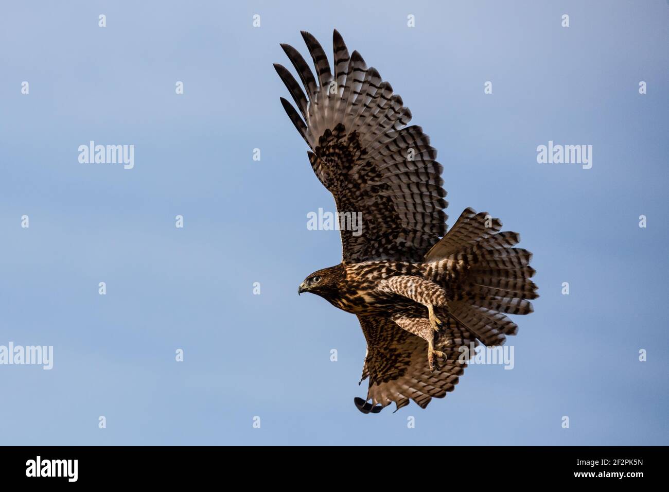 Ein Red-tailed Hawk, Buteo jamaicensis, im Flug am Grays Lake National Wildlife Refuge in Idaho. Stockfoto