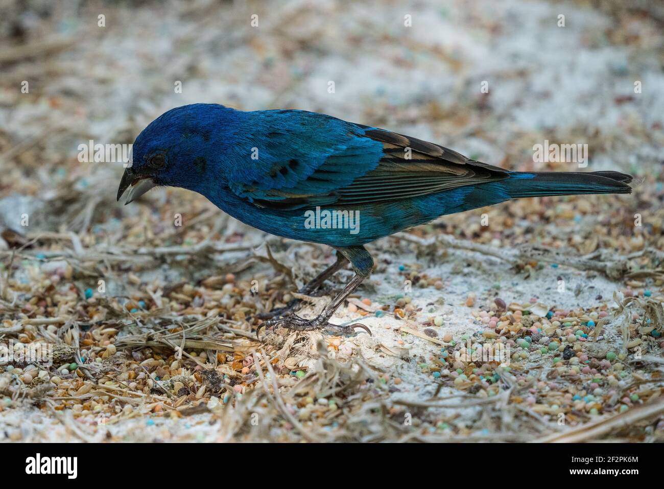 Ein Indigo-Männchen, Passerina cyanea, in Zuchtfarben im La Venta Park, Villahermosa, Mexiko Stockfoto