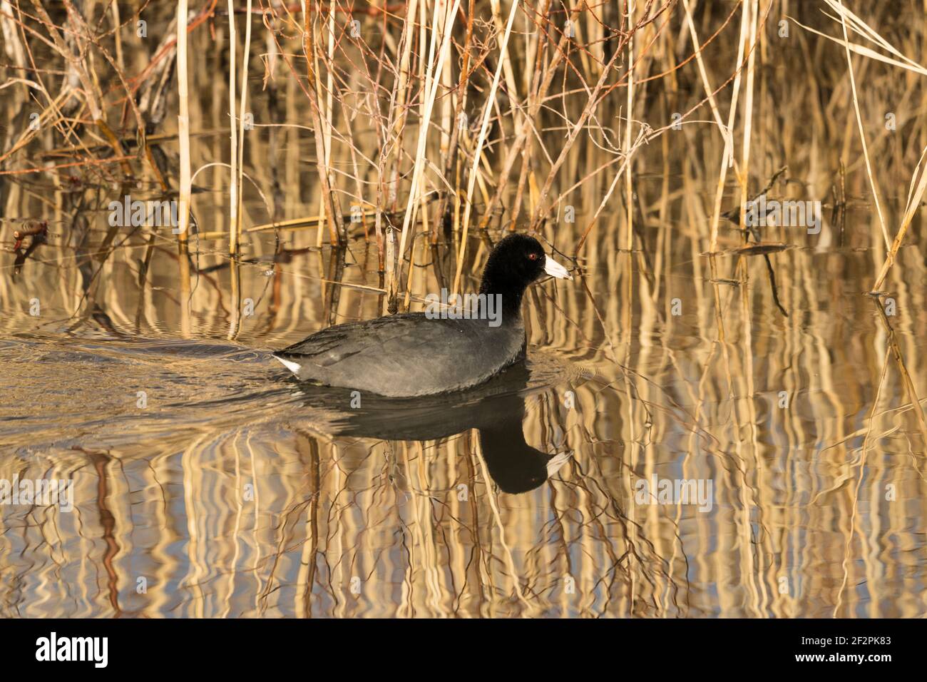 Ein amerikanischer Coot, Fulica americana, schwimmt in einem Kanal am Bosque del Apache National Wildlife Refuge in New Mexico, USA. Stockfoto