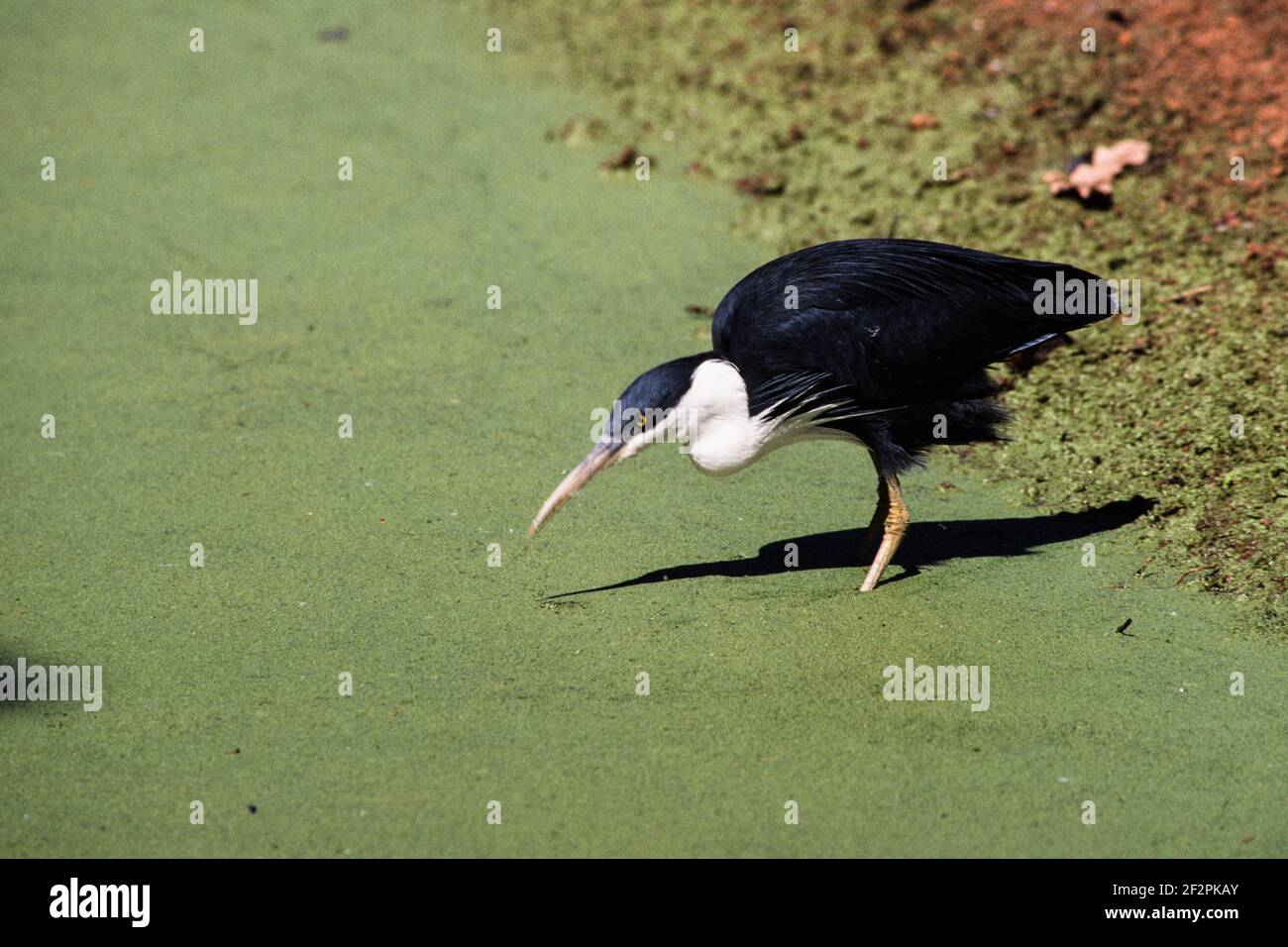 Der Rattenreiher befindet sich an der Nordküste Australiens und der Südküste Neuguineas. Sie fressen Frösche, Fische, Krabben und andere kleine Wasseranis Stockfoto