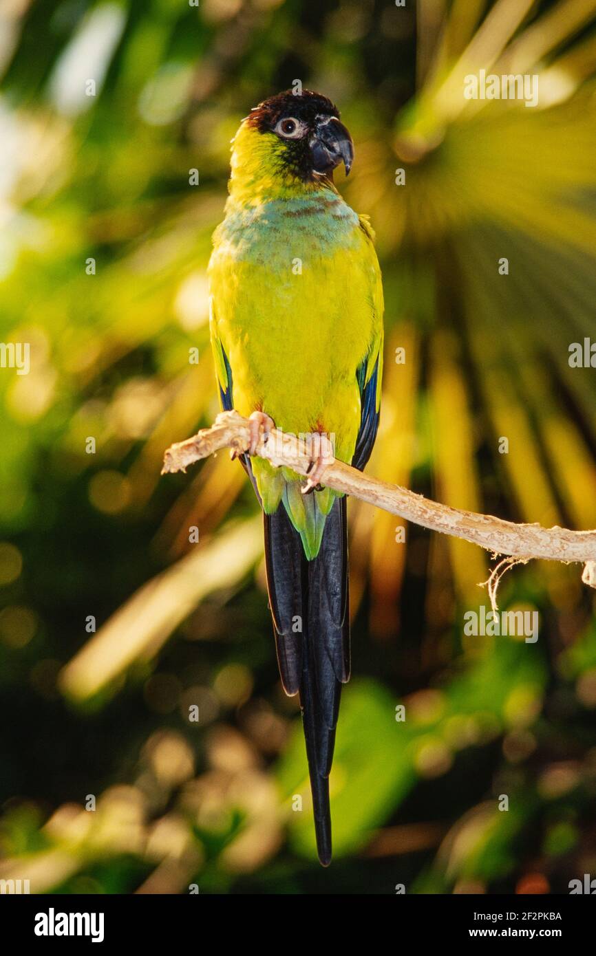Nanday Conure oder Nanday Sittich, Aratinga nenday, ist in der Pantanal-Region Südamerikas heimisch. Stockfoto