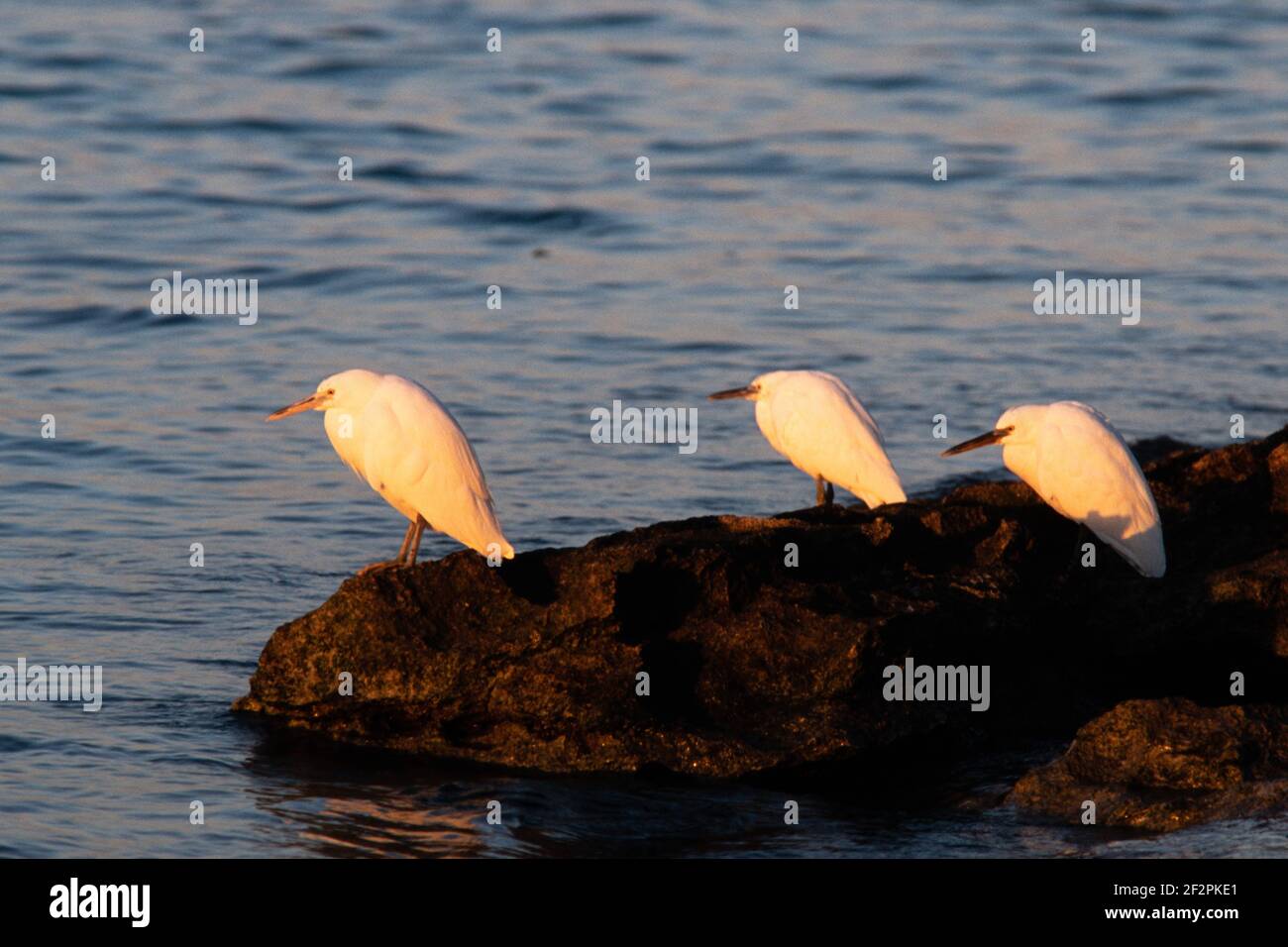 Der Eastern Reef Egret oder Pacific Reef Heron, Egretta sacra, lebt und beed auf Heron Island im Great Barrier Reef in Australien. Stockfoto