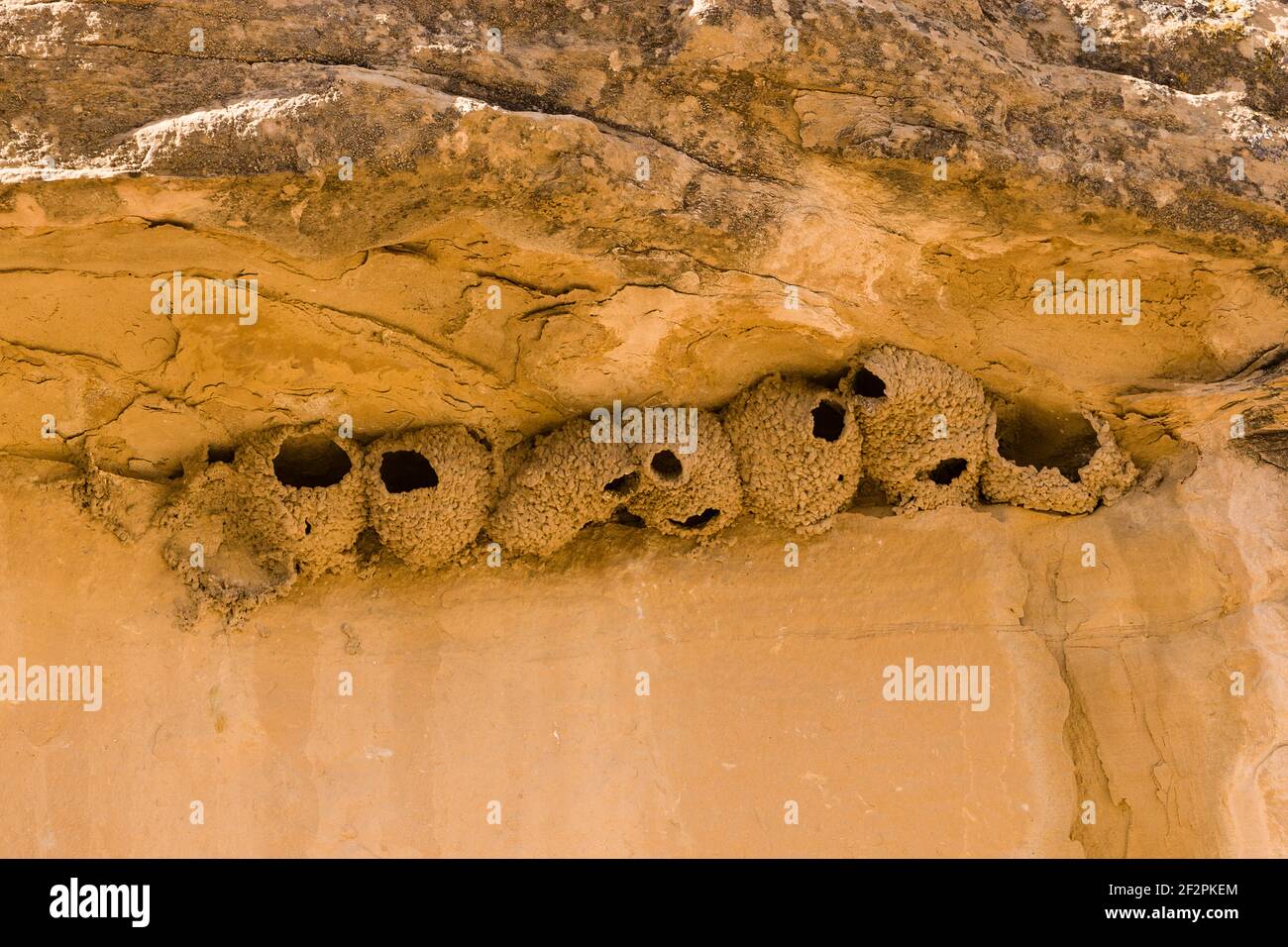 Die Klippenschwalbe, Petrochelidon fulva, baut Nester in Kolonien aus Schlamm unter schützenden Felsüberhängen. Stockfoto